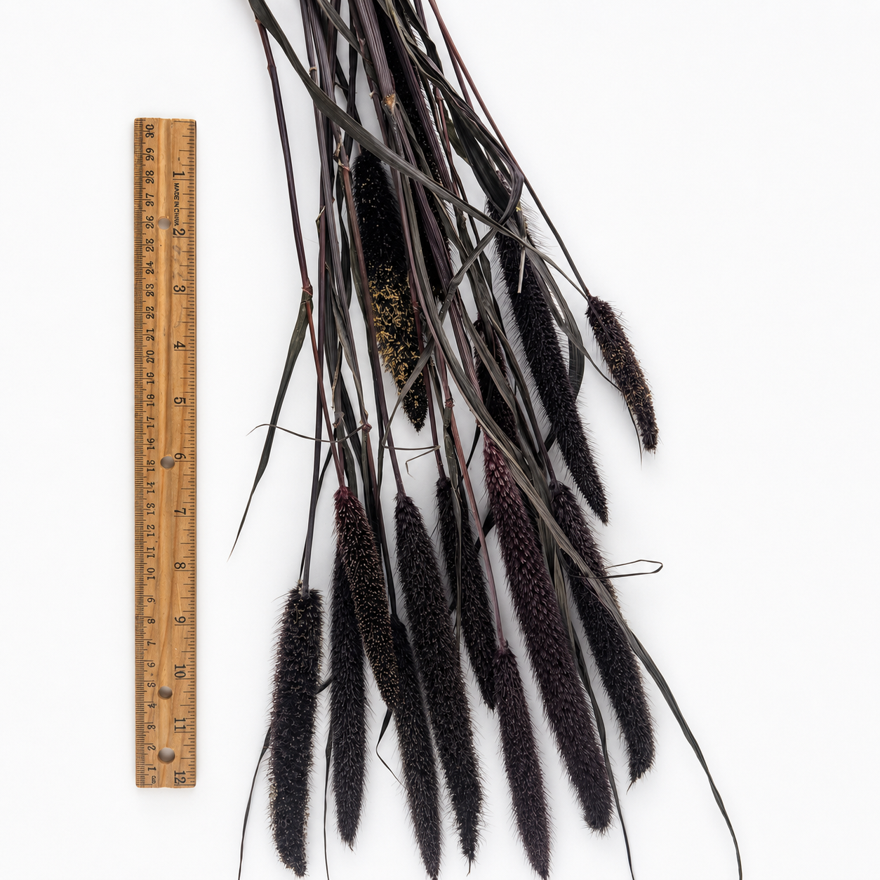 Dried purple millet stems displayed with a ruler to show approximate length