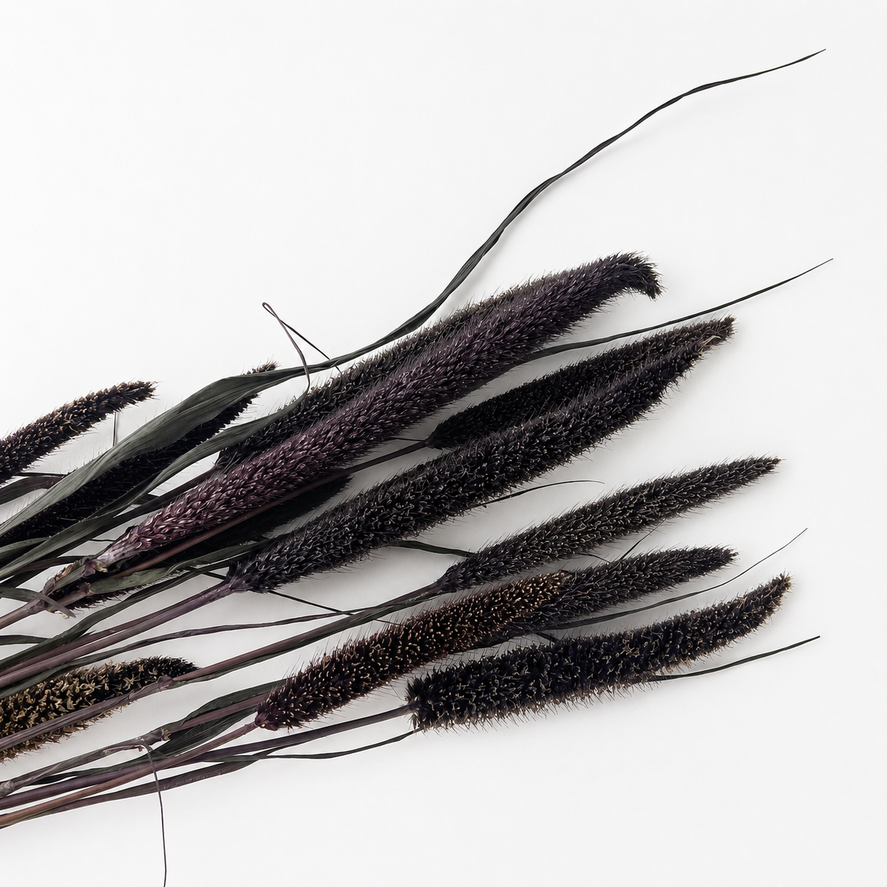 Close-up of dark burgundy dried purple millet seed heads on a white background