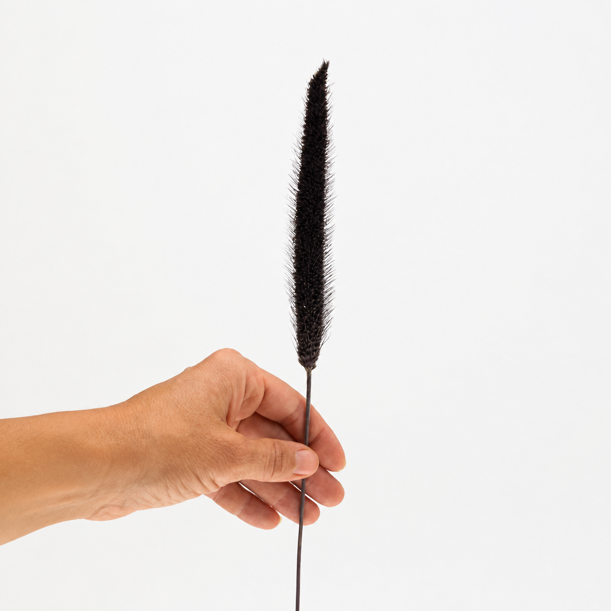 One dried purple millet stem held by hand against a clean white background