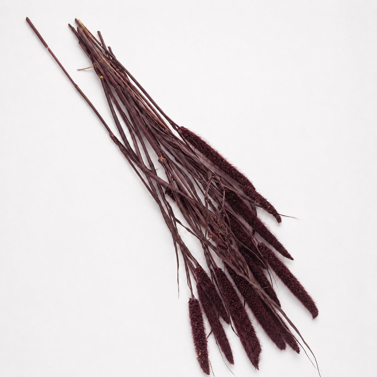 Farm-grown dried purple millet stems arranged diagonally on a white background