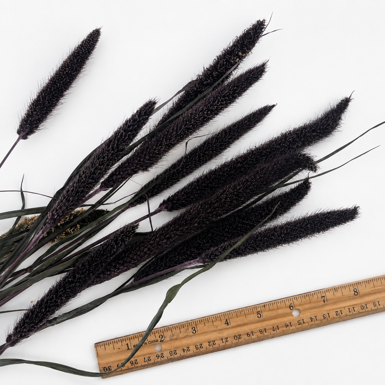Dark burgundy dried purple millet stems arranged beside a ruler for scale