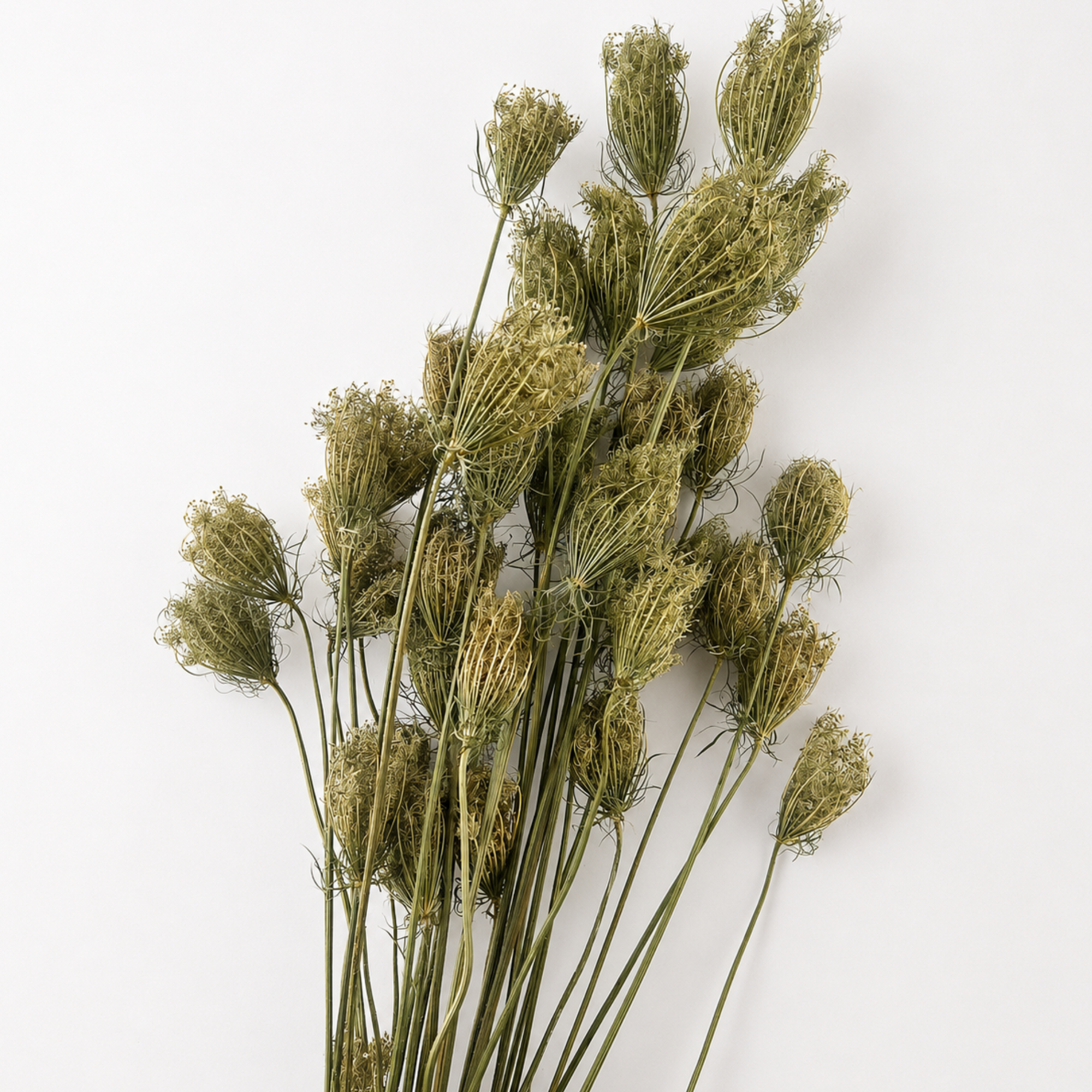 Farm-grown dried Queen Anne’s lace flower stems arranged on a clean white background
