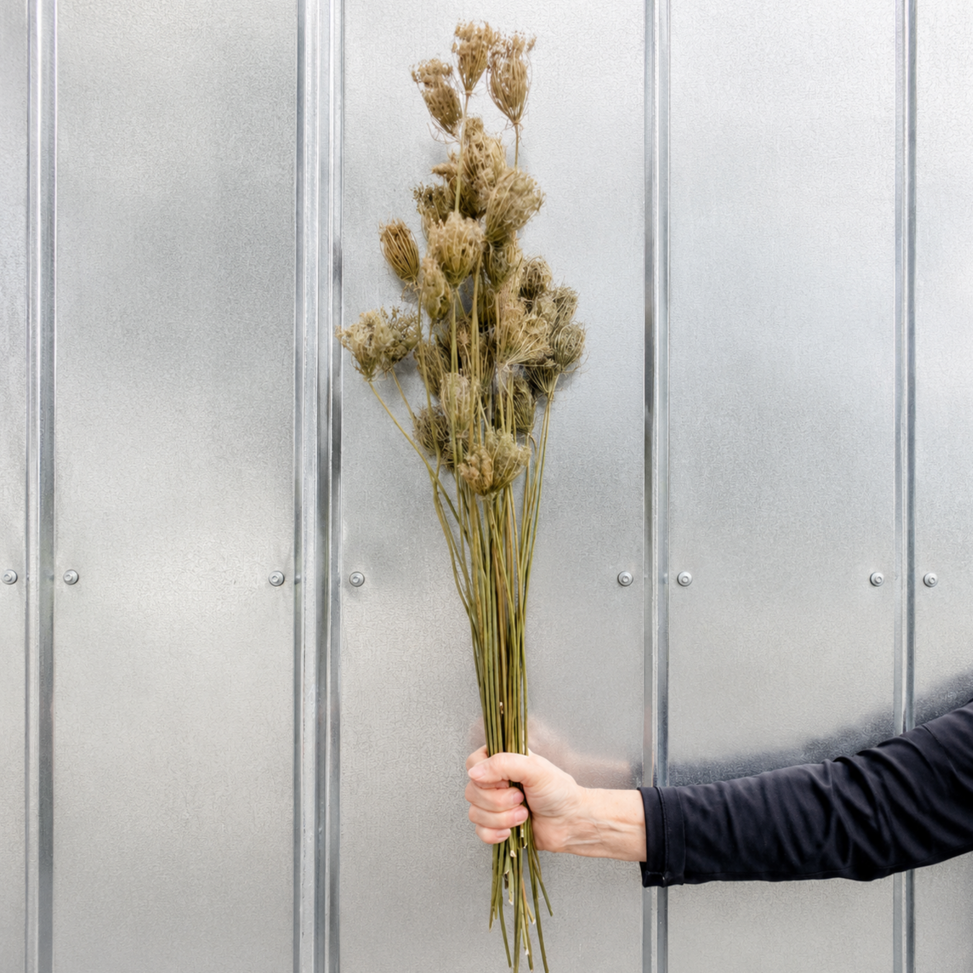 Hand holding a full-length bundle of dried Queen Anne’s lace flower stems