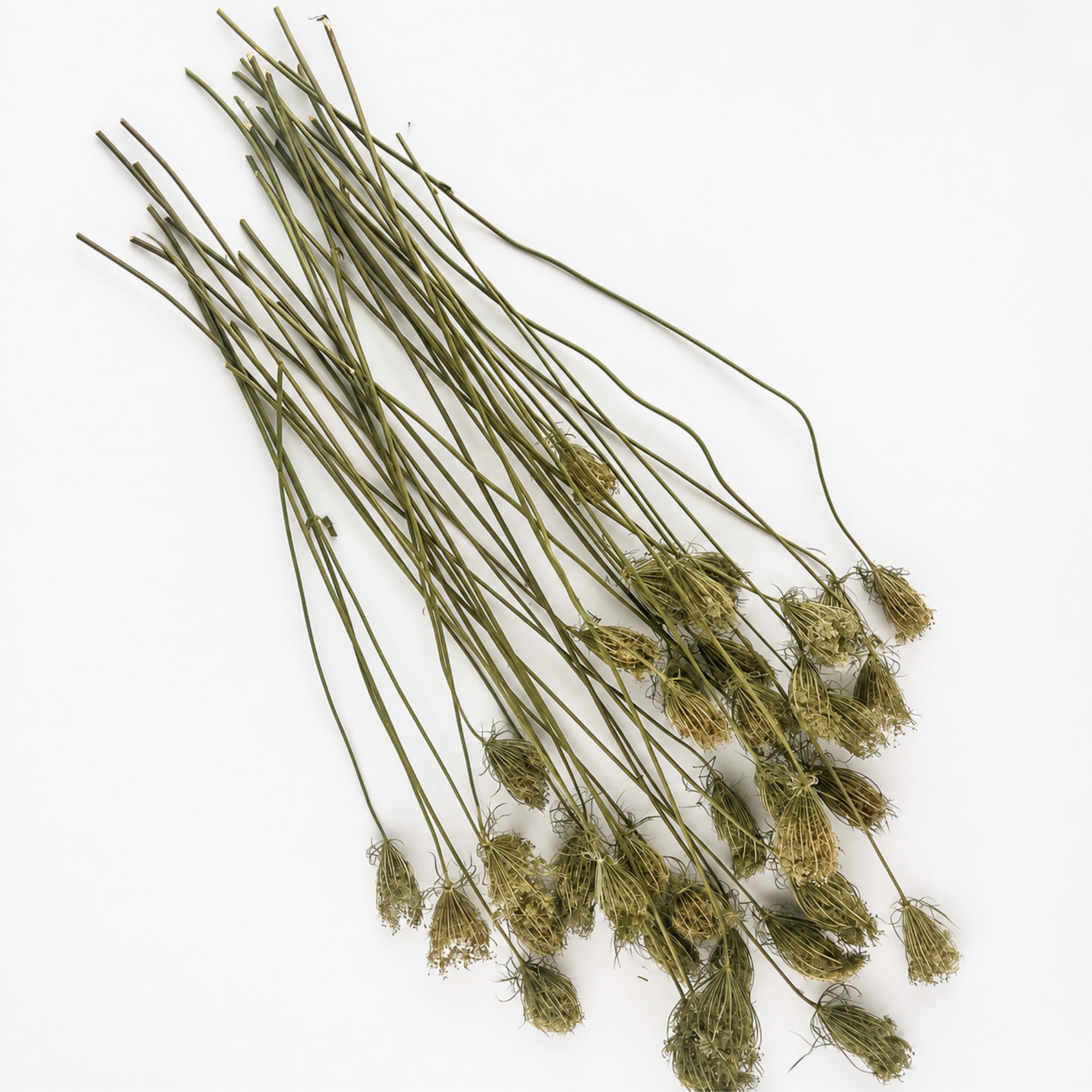 Long dried Queen Anne’s lace stems displayed in a loose bundle on a white background