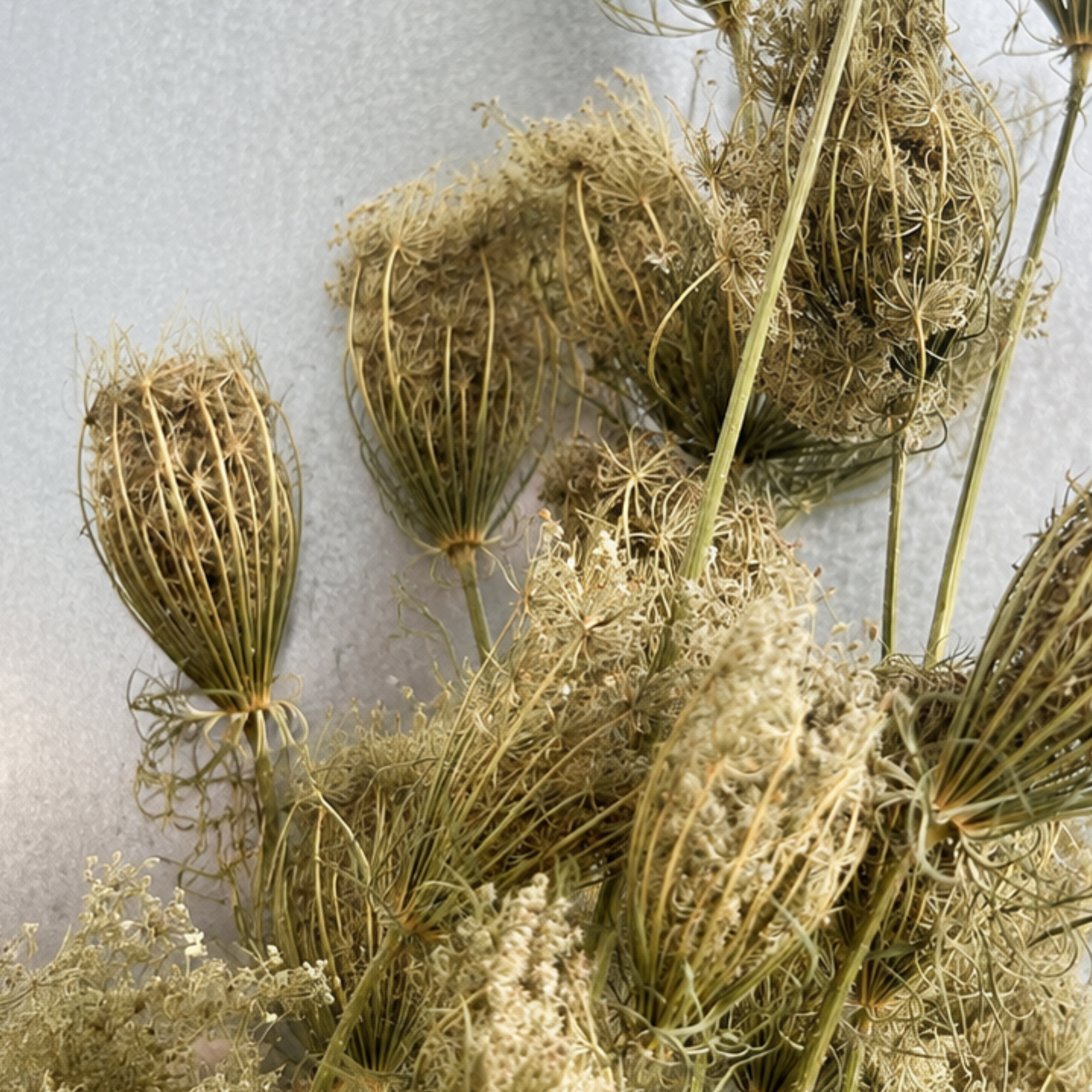 Close-up of natural dried Queen Anne’s lace seed heads showing delicate botanical texture