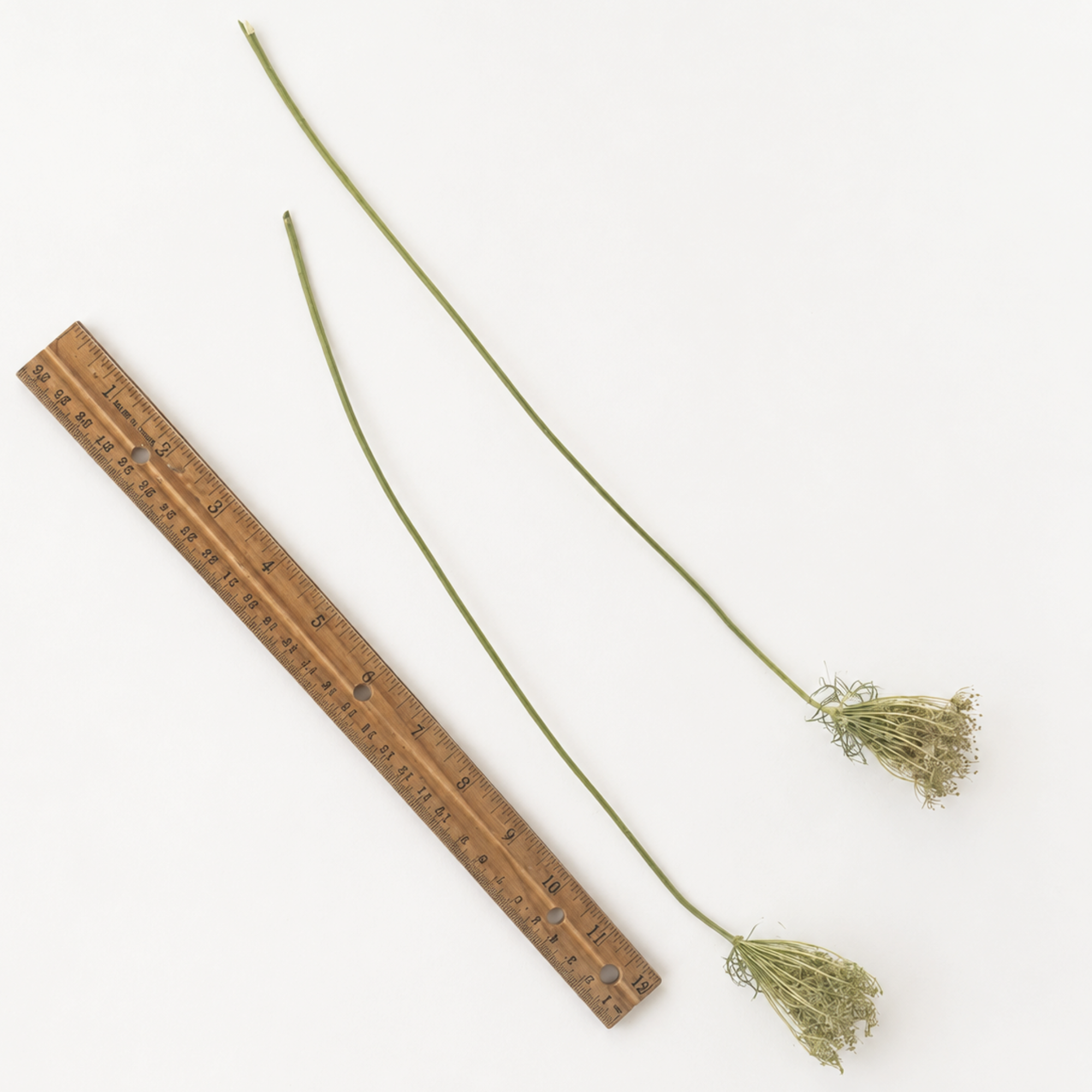 two dried Queen Anne’s lace stems displayed beside a ruler for size reference