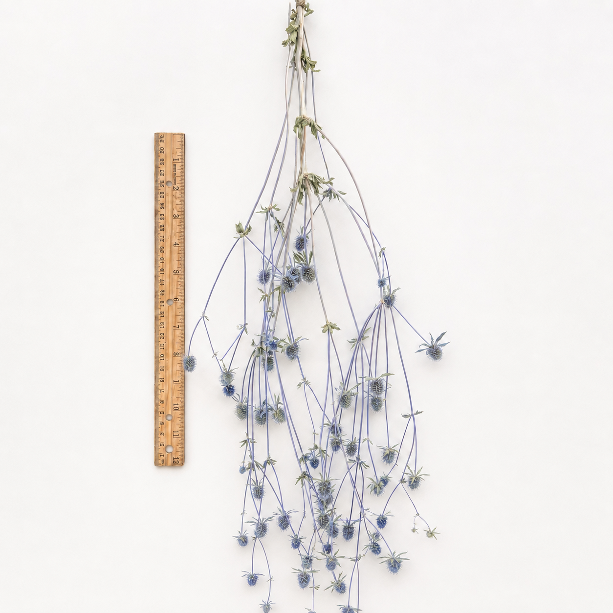 Full dried sea holly stem displayed beside a ruler to show its 21-inch length