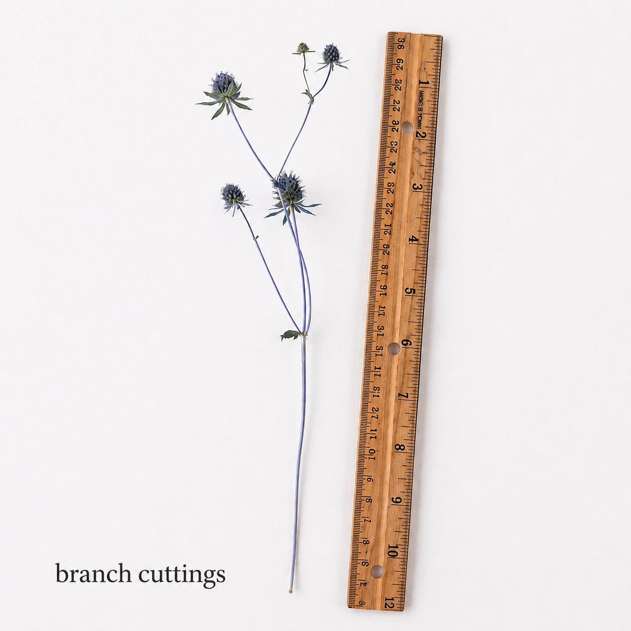 Dried sea holly branch cuttings displayed with a ruler to show their approximate length