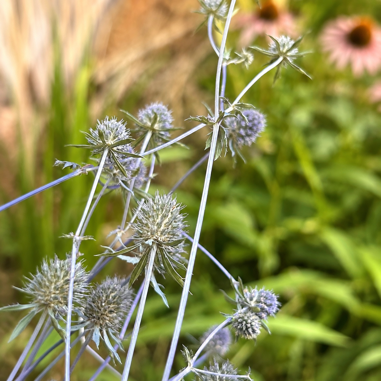 Close-up of naturally dried sea holly flower heads growing in the garden