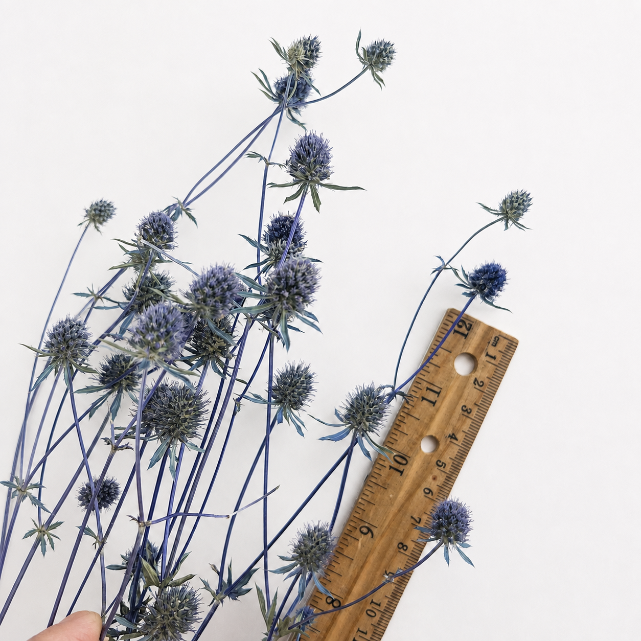 Dried sea holly flower heads displayed beside a ruler to show their approximate size