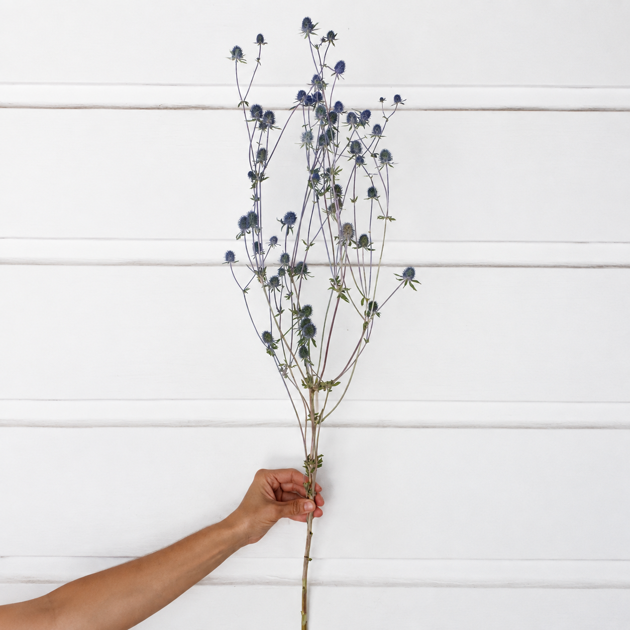 Farm-grown dried sea holly branching stem held against a white background