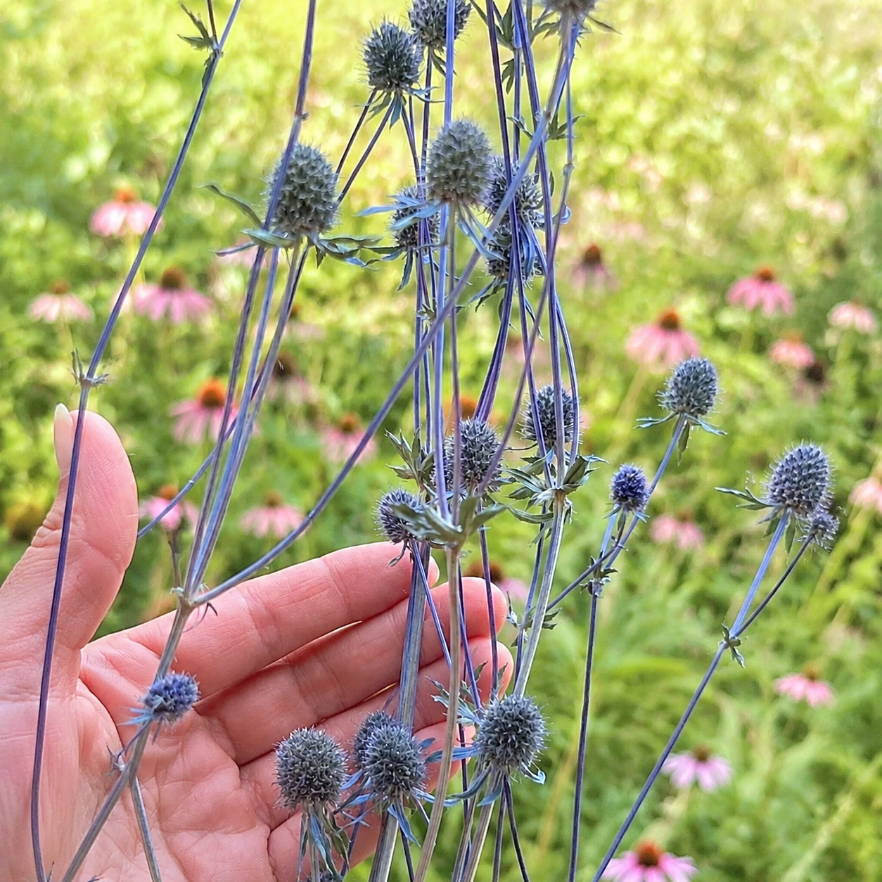 Dried sea holly flower heads showing their natural muted blue-gray color and texture