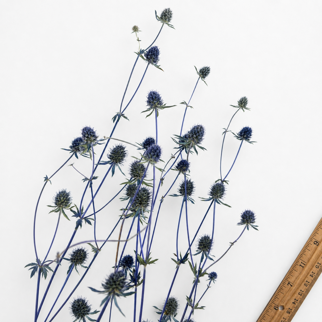 Blue-gray dried sea holly stems and prickly flower heads shown with a wooden ruler