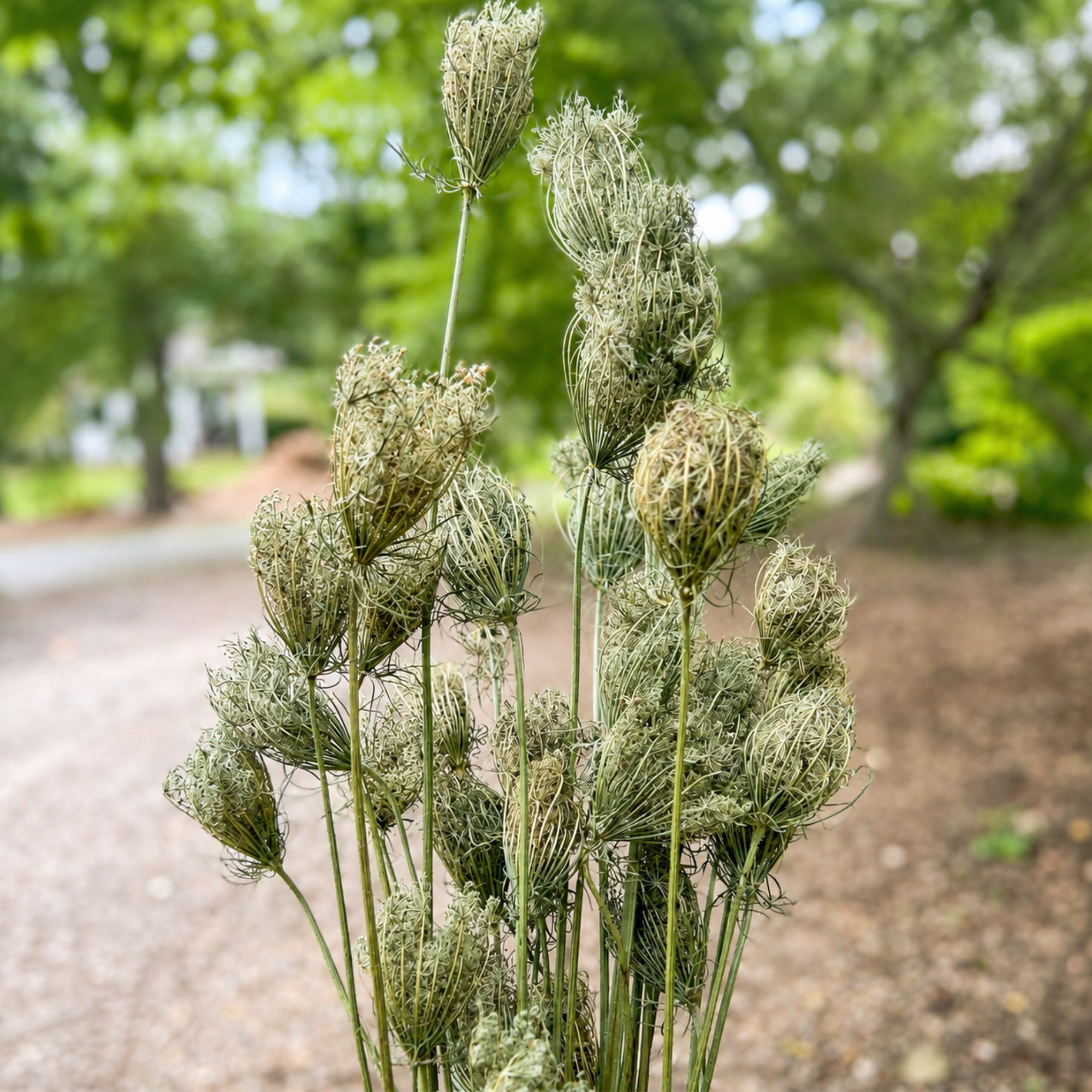 Farm-grown dried Queen Anne’s lace seed heads displayed outdoors against a garden background