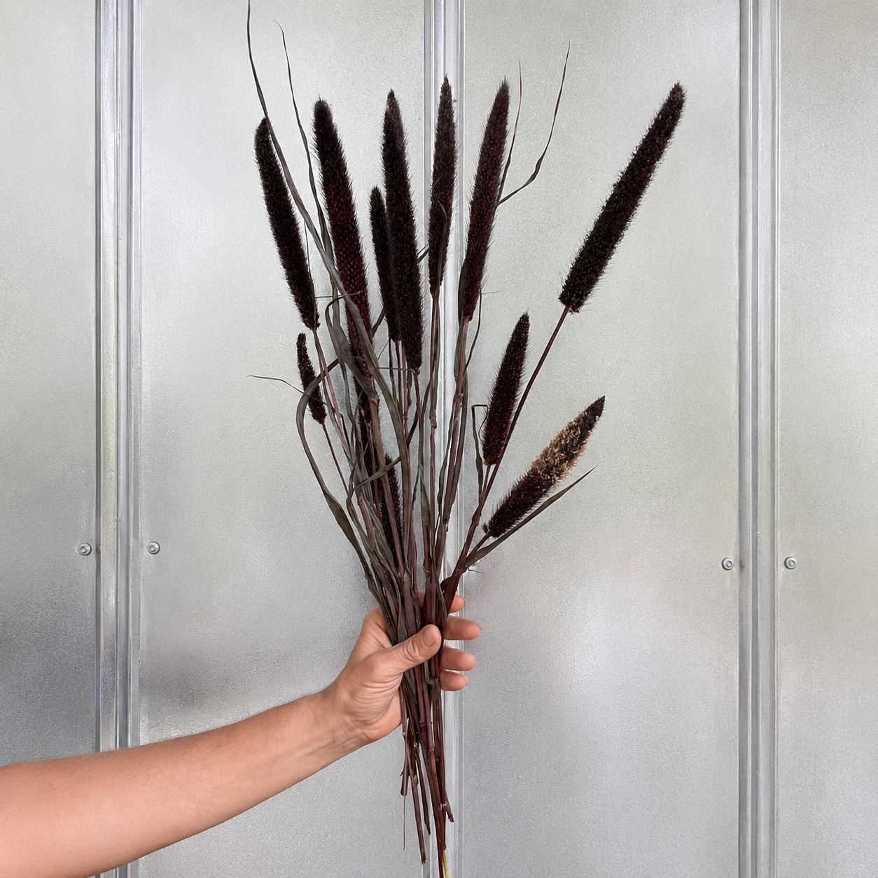 Hand holding a bundle of farm-grown dark burgundy dried purple millet stems