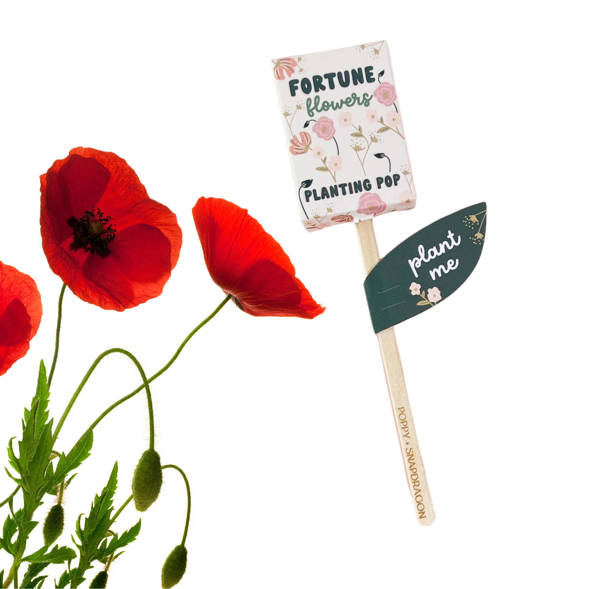 Fortune Flowers planting pop with red poppy blooms symbolizing luck and renewal