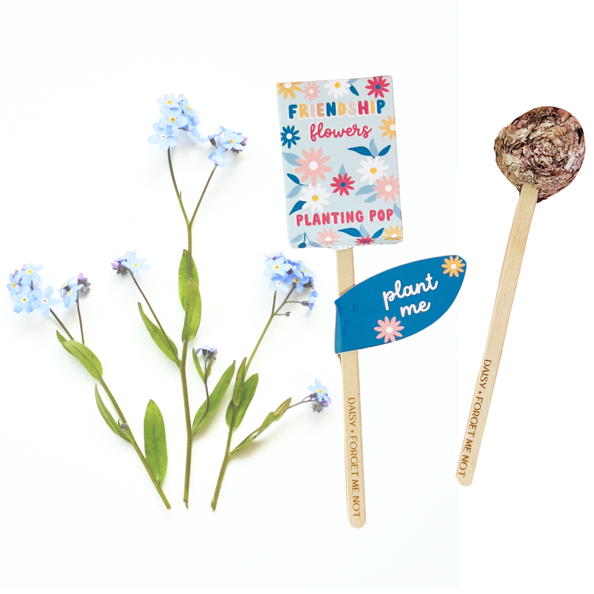 Friendship Flowers planting pop with daisies and forget me nots on white background