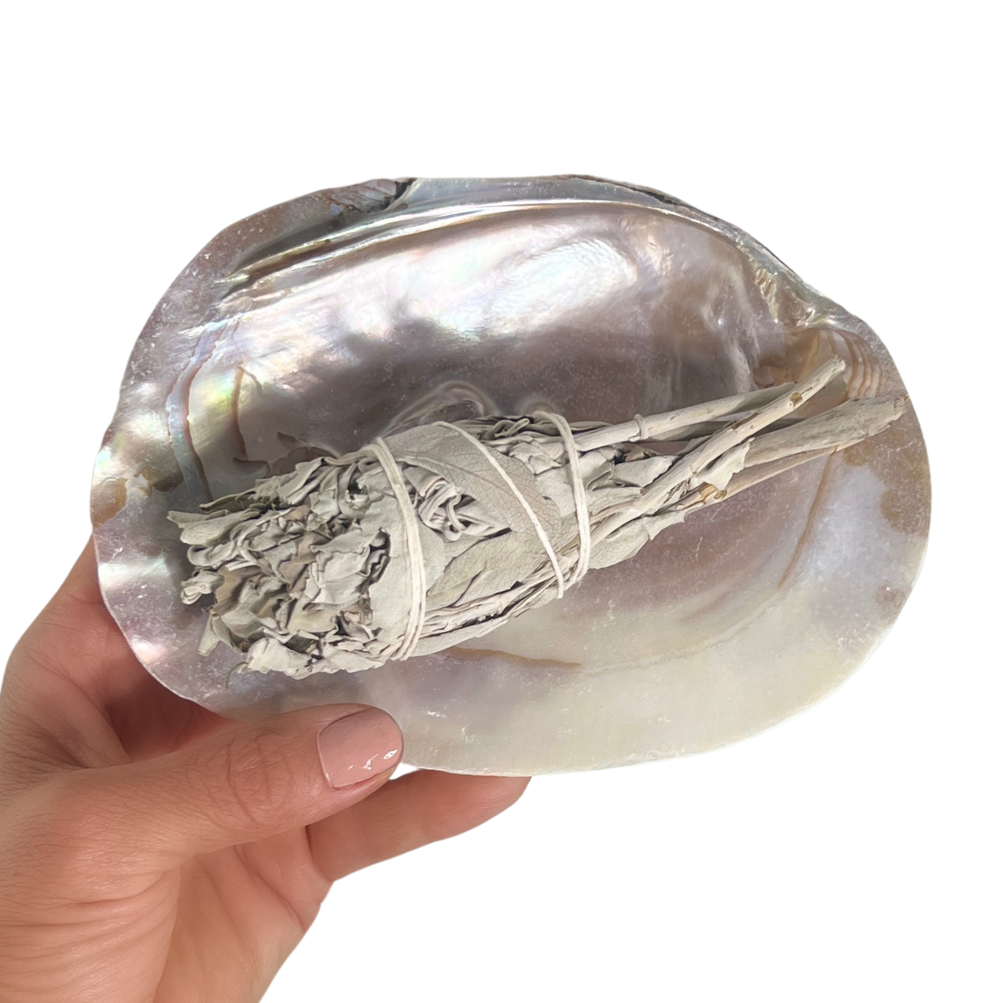 Person holding pearl shell filled with sage stick on pastel background for cleansing rituals