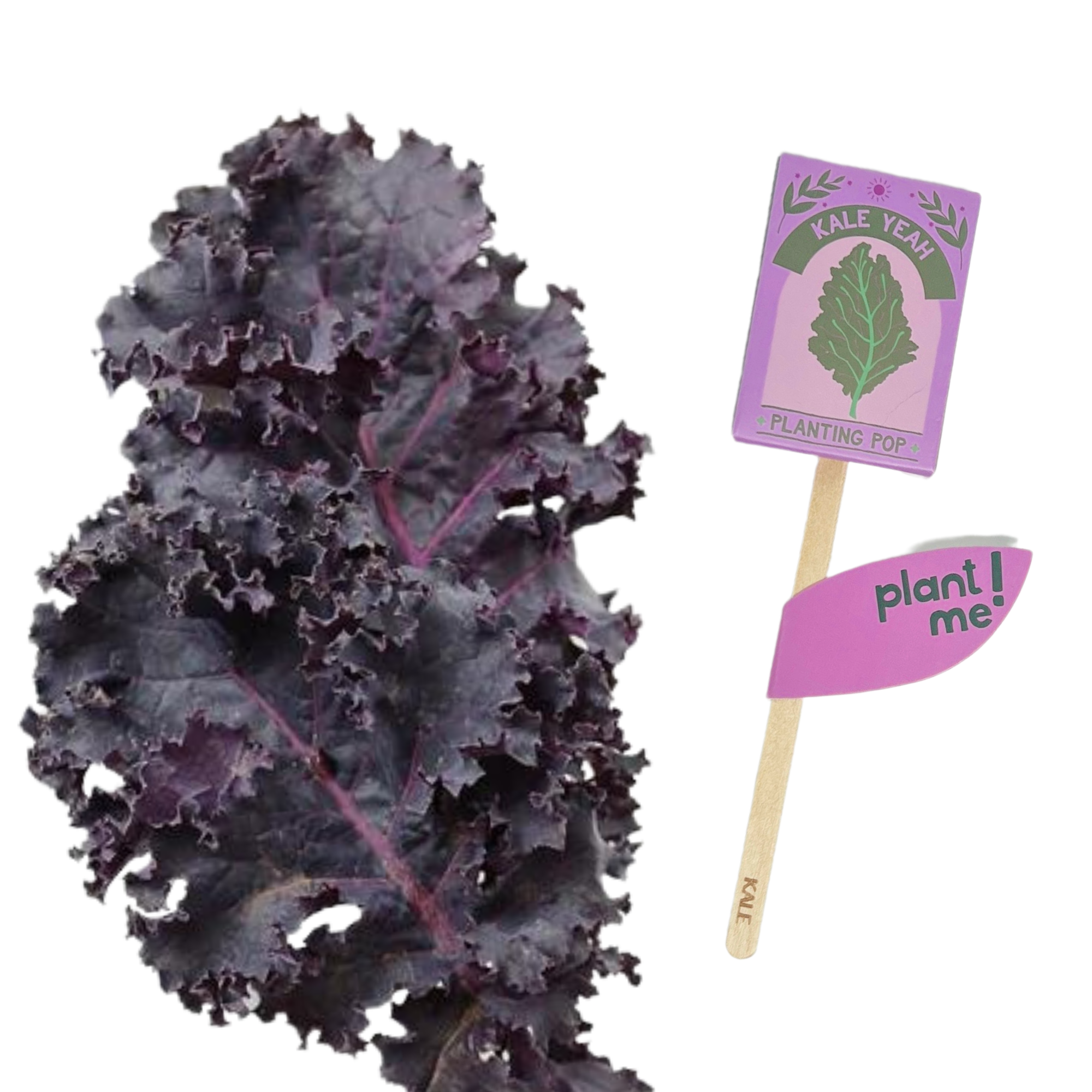 kale plant going to seed Kale Yeah! Garden + Gift Seed Planting Pop