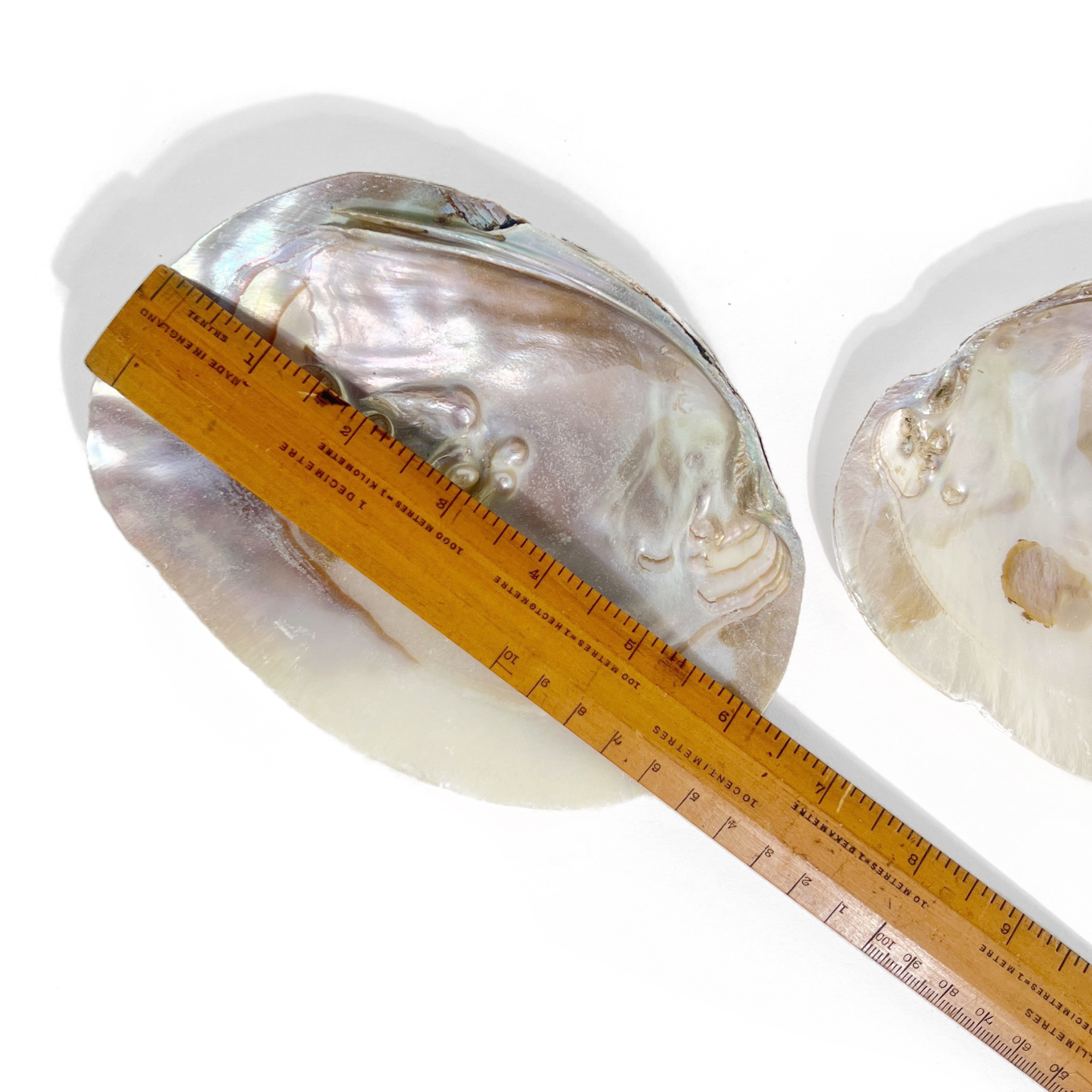 Close-up of pearl shell bowl measured with wooden ruler showing natural texture and sheen