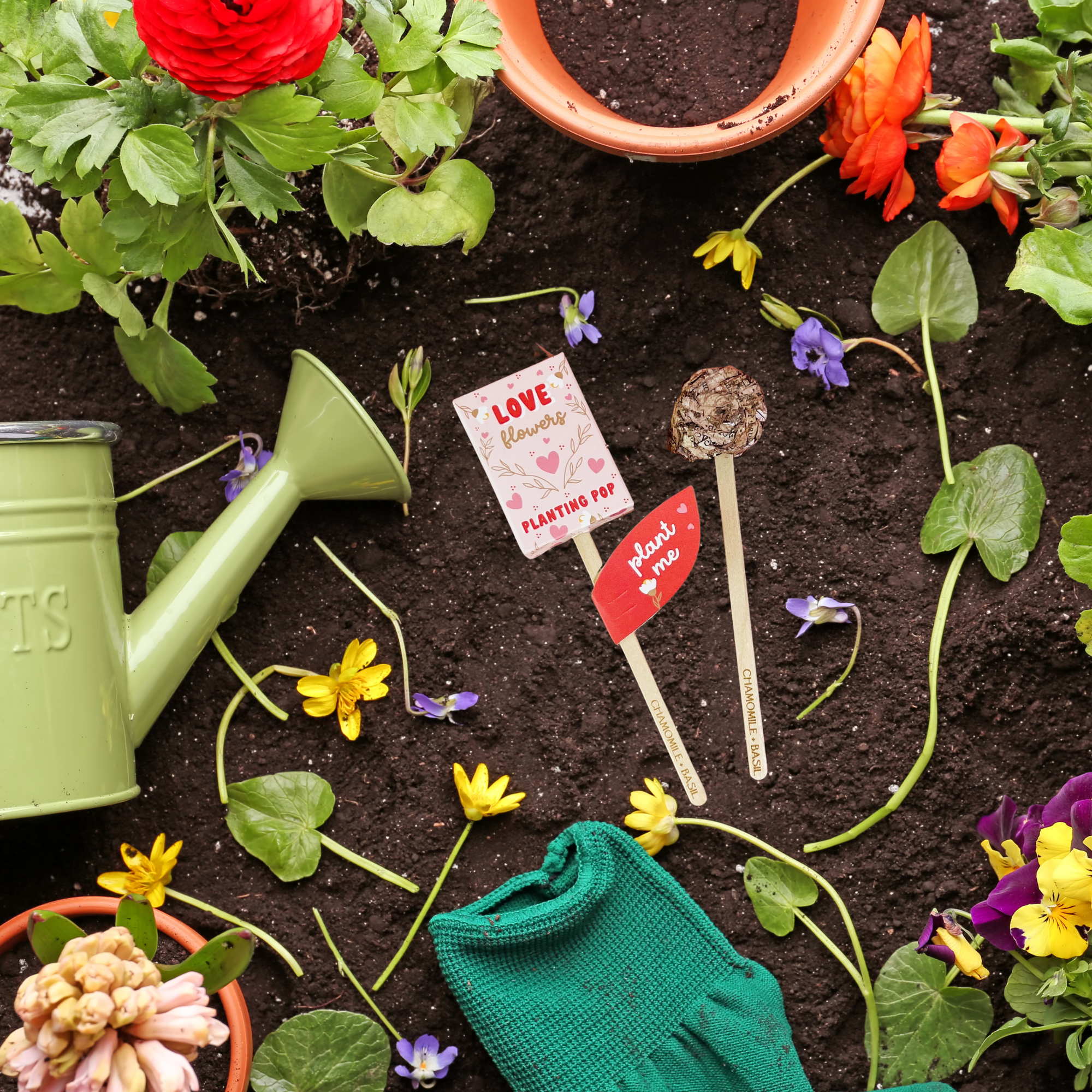 Love Flowers planting pop with chamomile basil seeds surrounded by garden flowers and tools