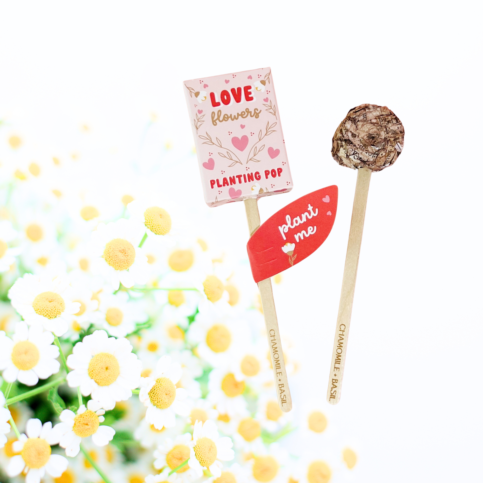 Love Flowers seed planting pop with chamomile blossoms and eco plant me tag on white background