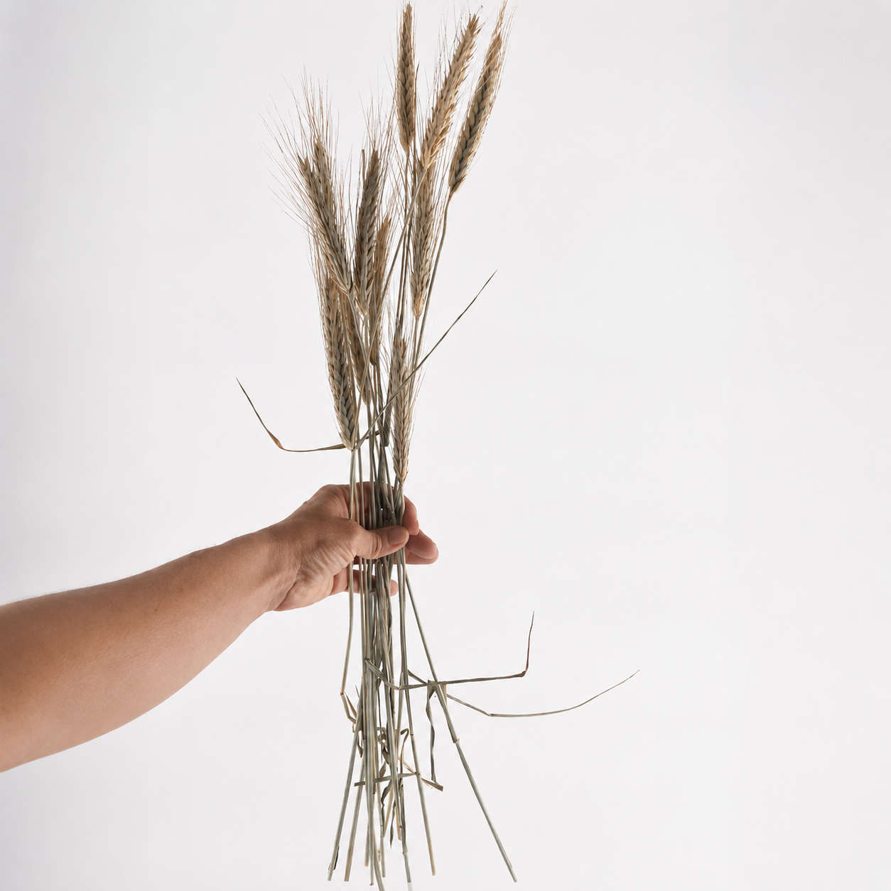 Hand holding a natural four-stem dried bearded wheat bundle with long pale seed heads