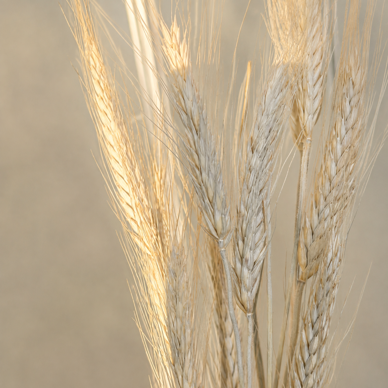 Detailed close-up of pale dried bearded wheat heads with long delicate awns in warm natural light