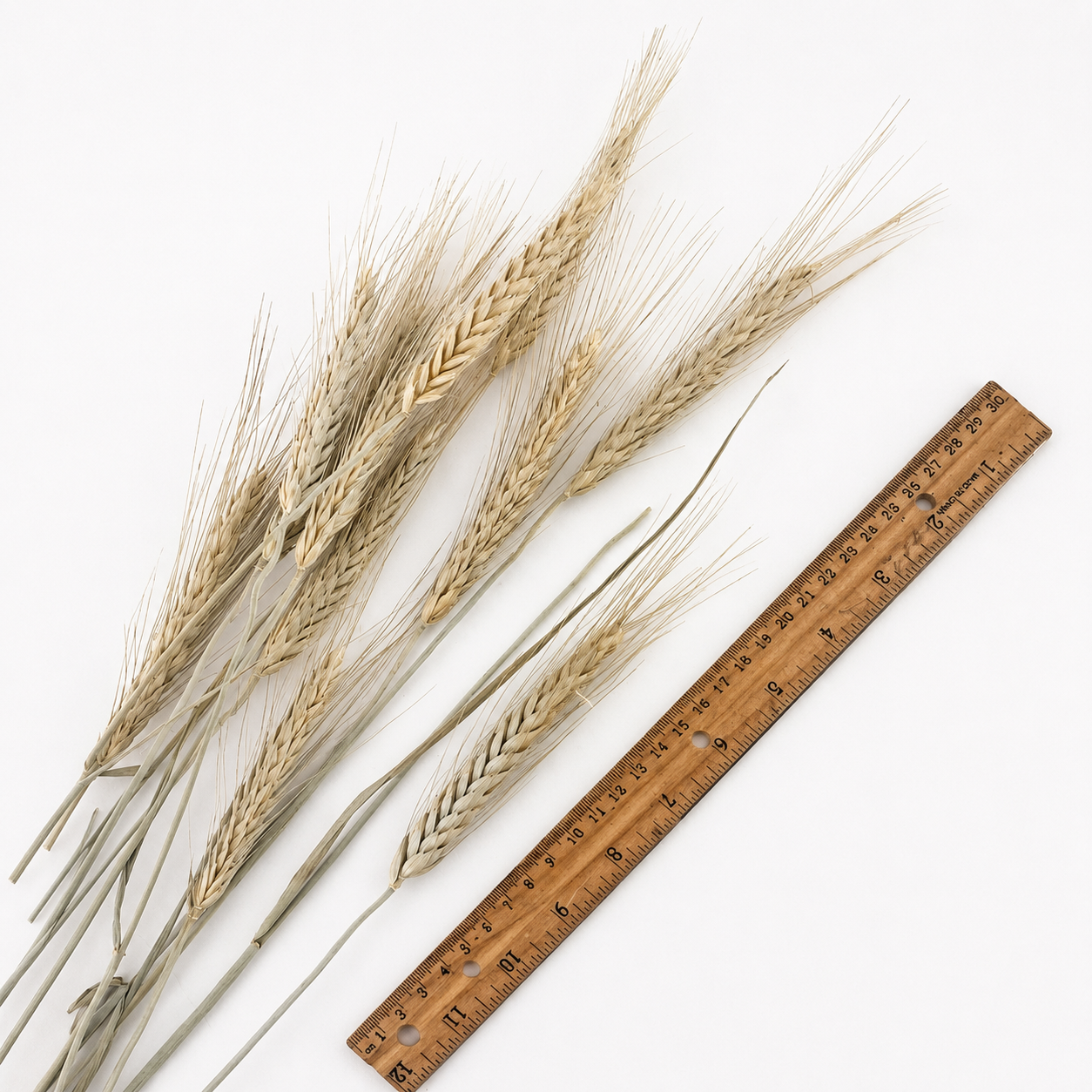 Individual dried bearded wheat stems arranged beside a ruler to show grain head and stem size