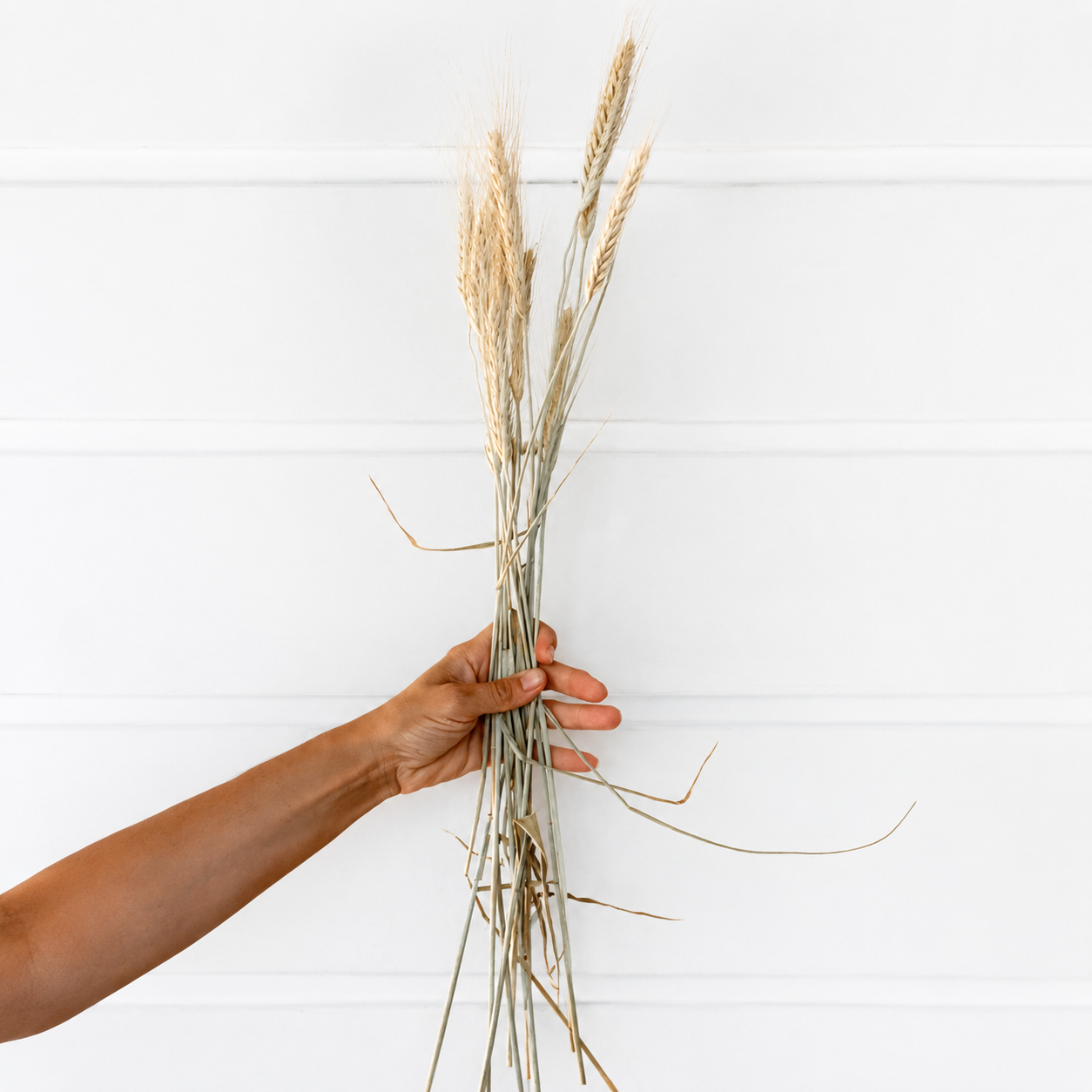 Hand holding four natural dried bearded wheat stems with pale grain heads against a white background