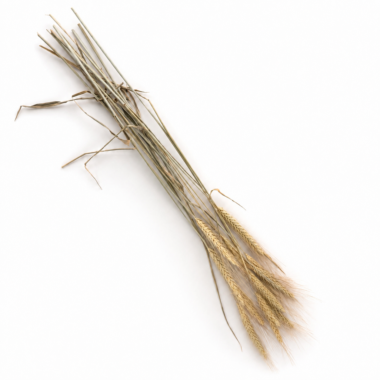Natural dried bearded wheat stems arranged diagonally on a clean white background