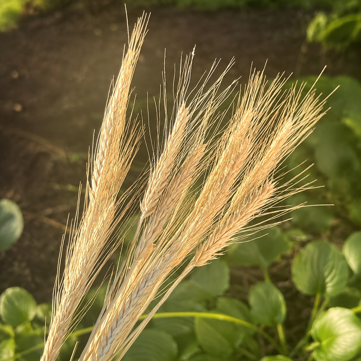Close-up of natural dried bearded wheat stems showing pale golden heads and delicate awns outdoors