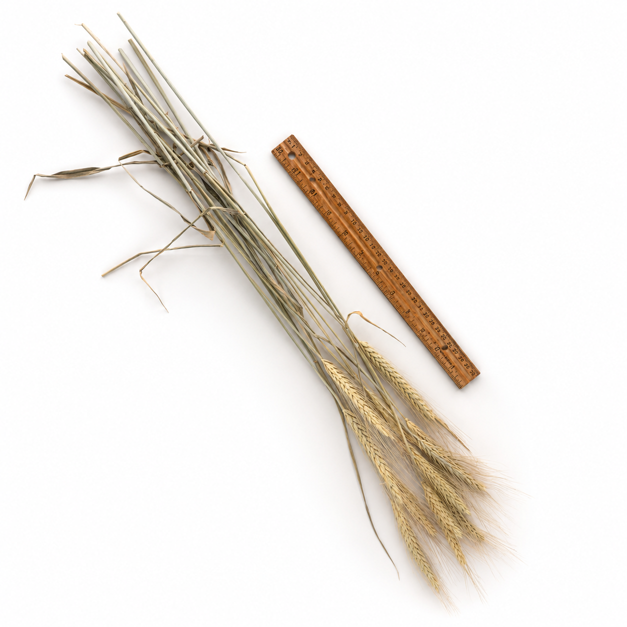 Natural dried bearded wheat stems displayed beside a ruler to show approximate length