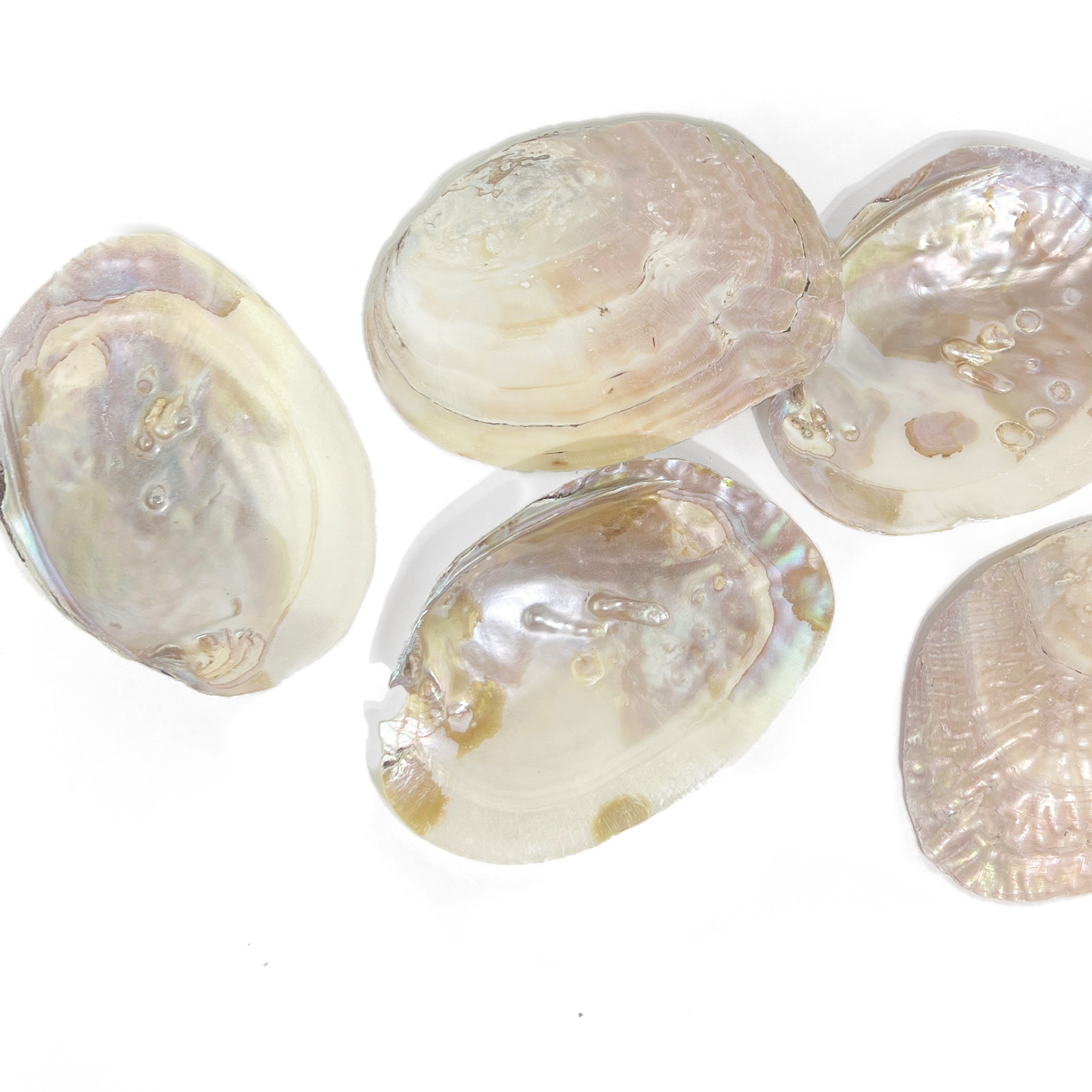 Group of natural pearl shell dishes with shimmering iridescent finish on white background