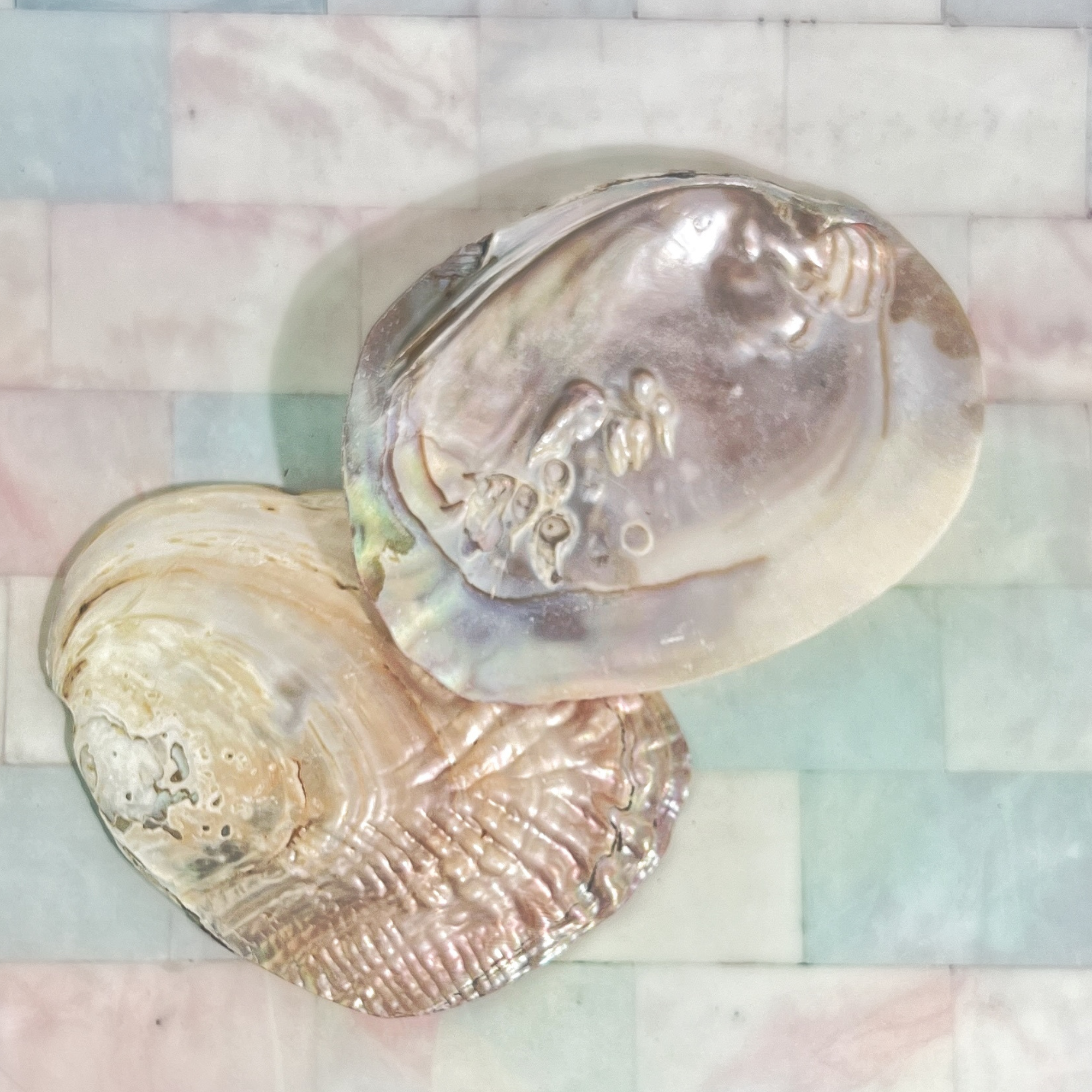 Flatlay of iridescent pearl shell dishes on pastel tile background for smudging or altar decor