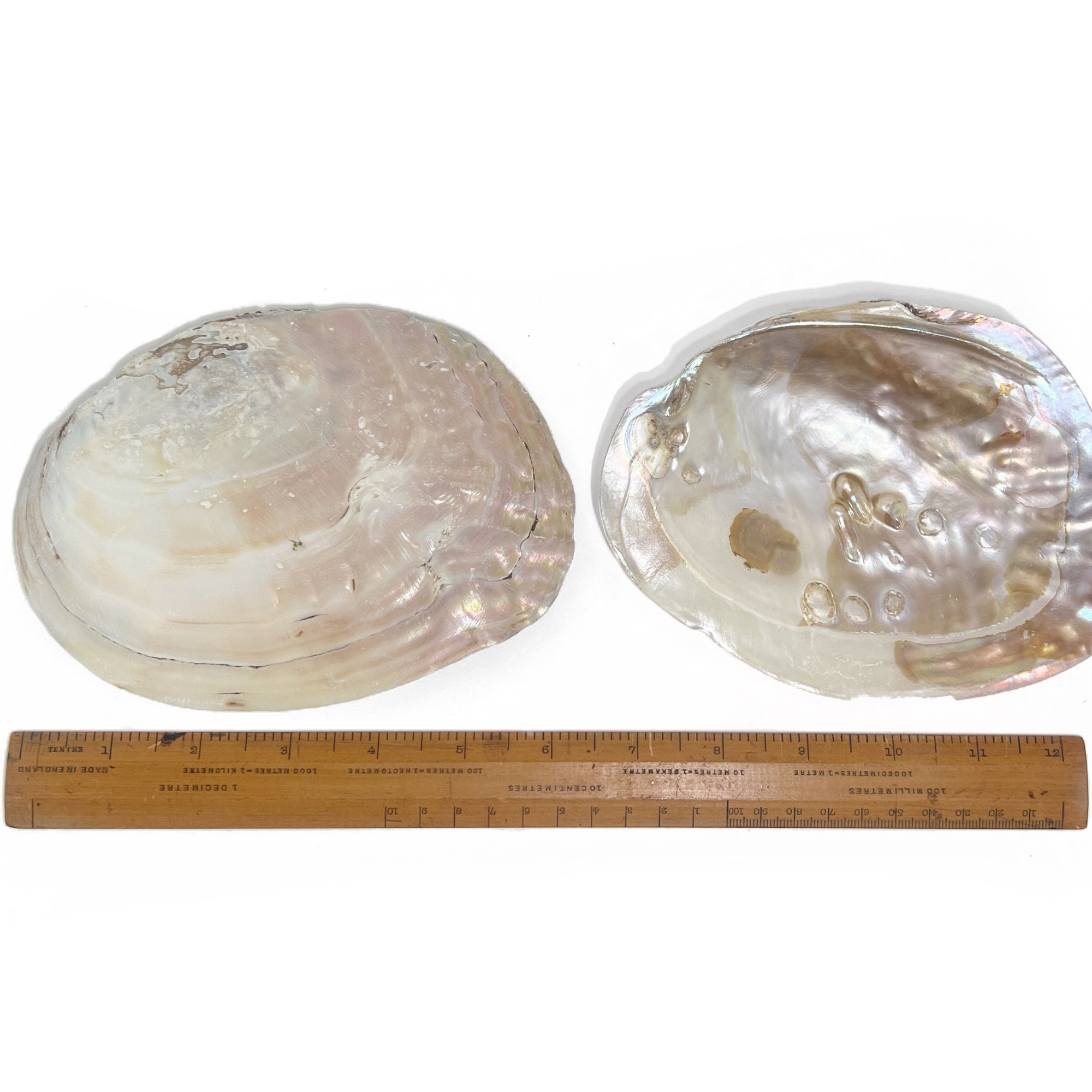 Two natural pearl shell dishes displayed beside ruler showing size for smudge bowls