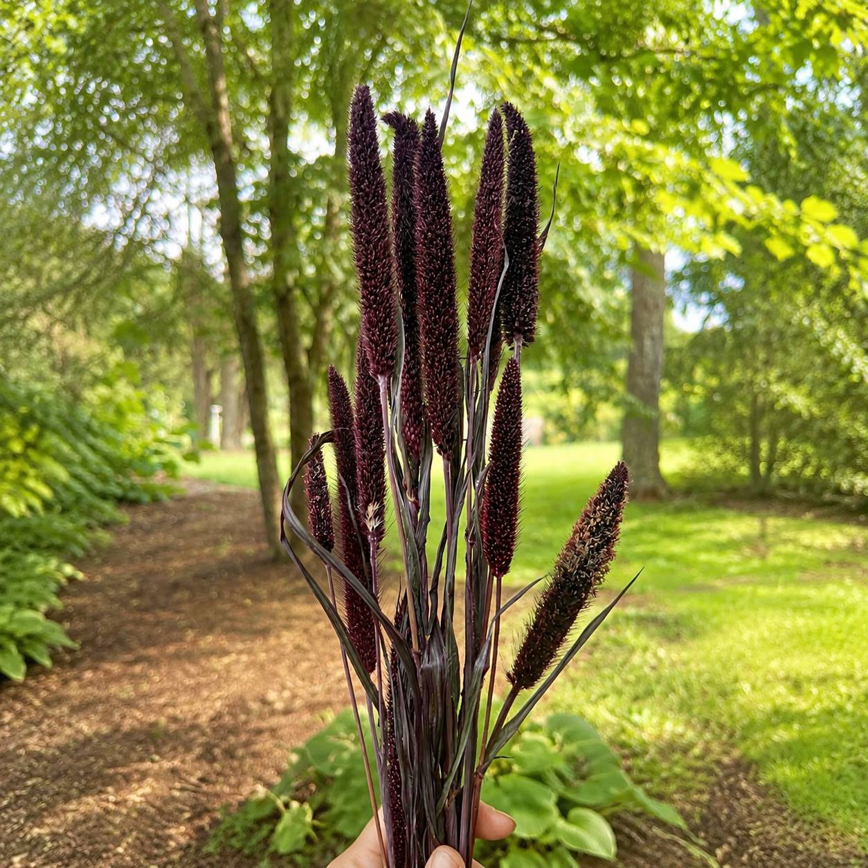 Purple millet bundle showing its natural dark burgundy color in an outdoor garden