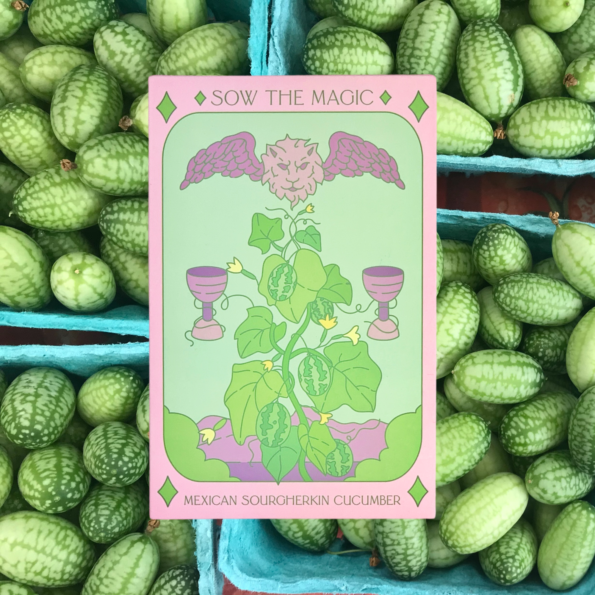 Mexican Sour Gherkin cucumber tarot seed packet surrounded by tiny cucamelon fruits in turquoise baskets