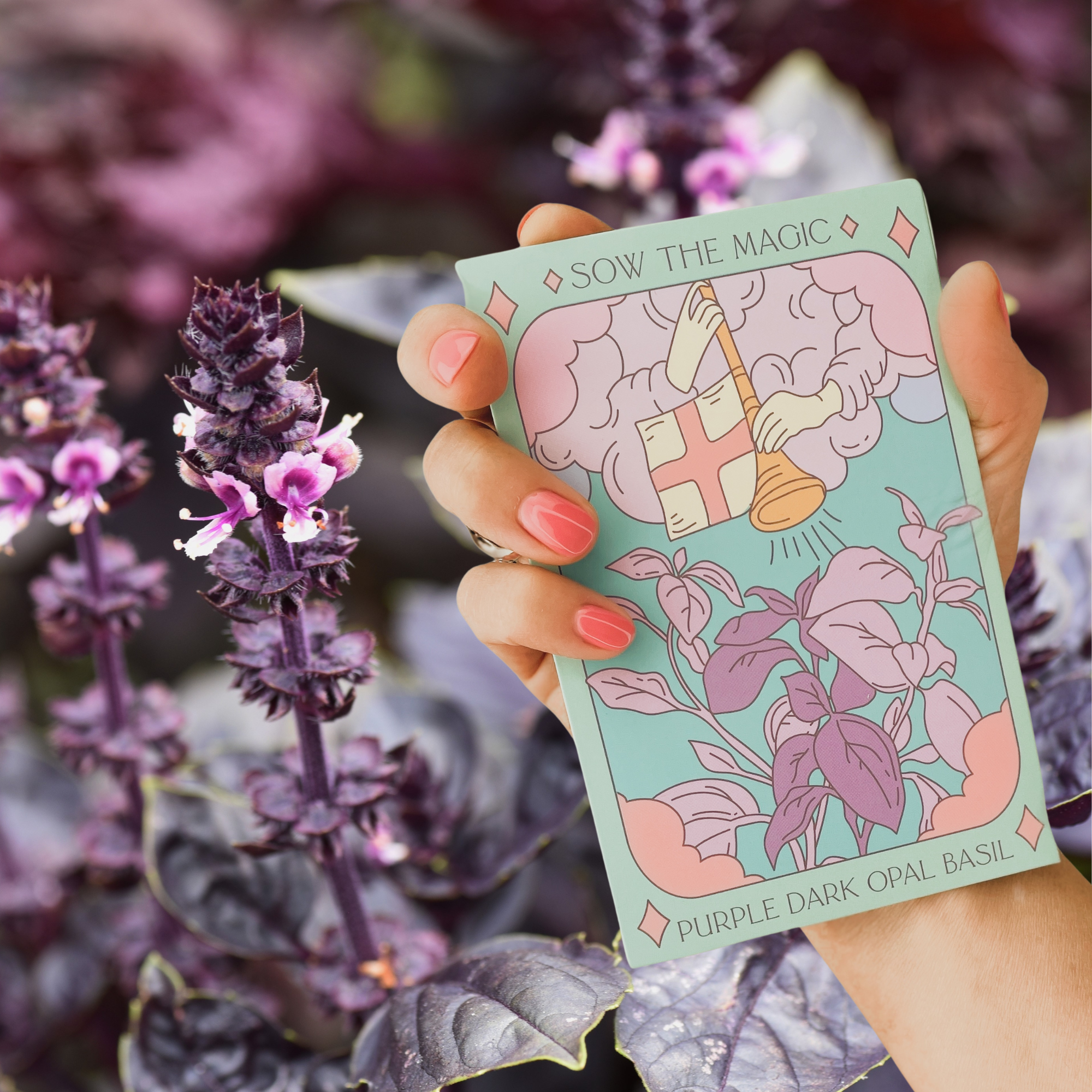 Purple Dark Opal Basil tarot seed packet held among blooming basil plants with purple flowers
