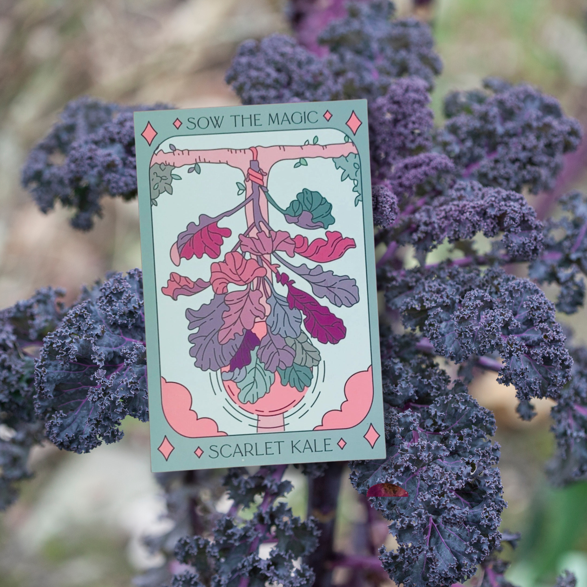 Scarlet Kale tarot seed packet nestled among deep purple kale leaves in garden setting
