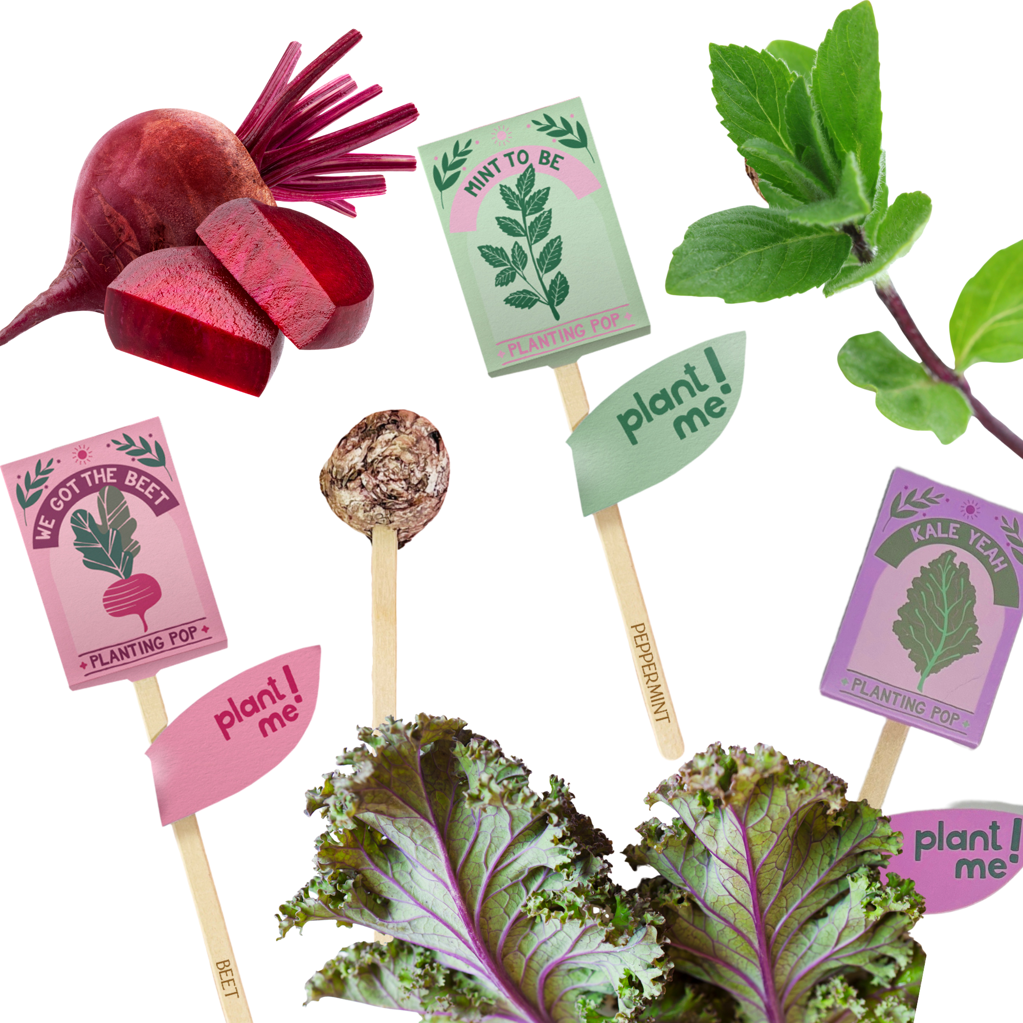 Trio of garden gift planting pops featuring beet, peppermint, and kale seed pops with bright eco-friendly packaging