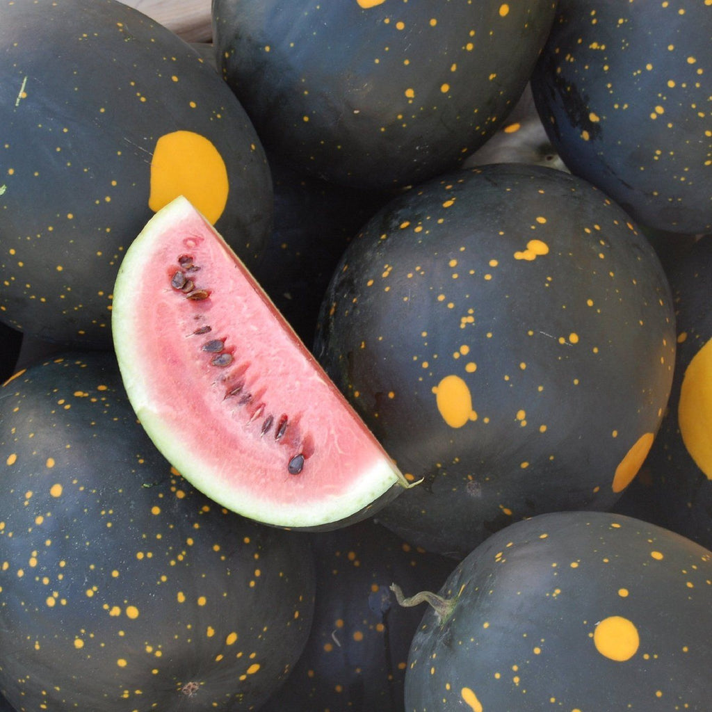 Moon and Stars Watermelon Tarot Garden + Gift Seed Packet