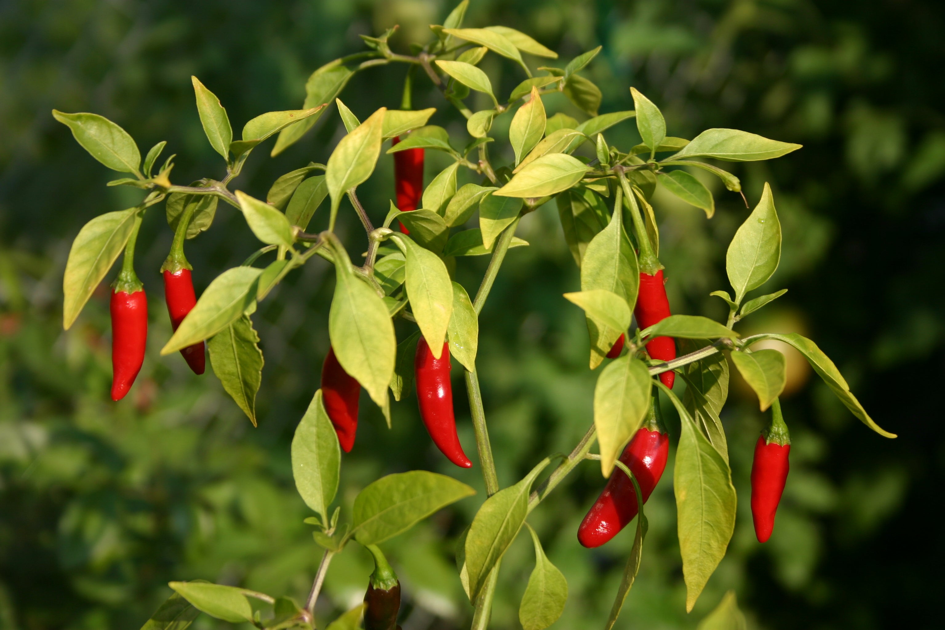 Cayenne Pepper Tarot Seed Packet