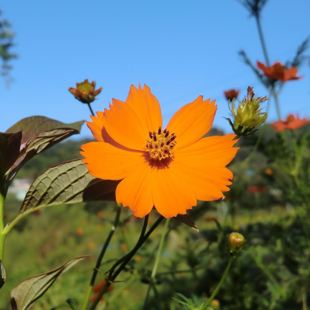 Flower Bundle Seed Collection