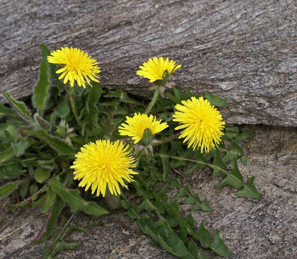 Dandelion Tarot Seed Packet