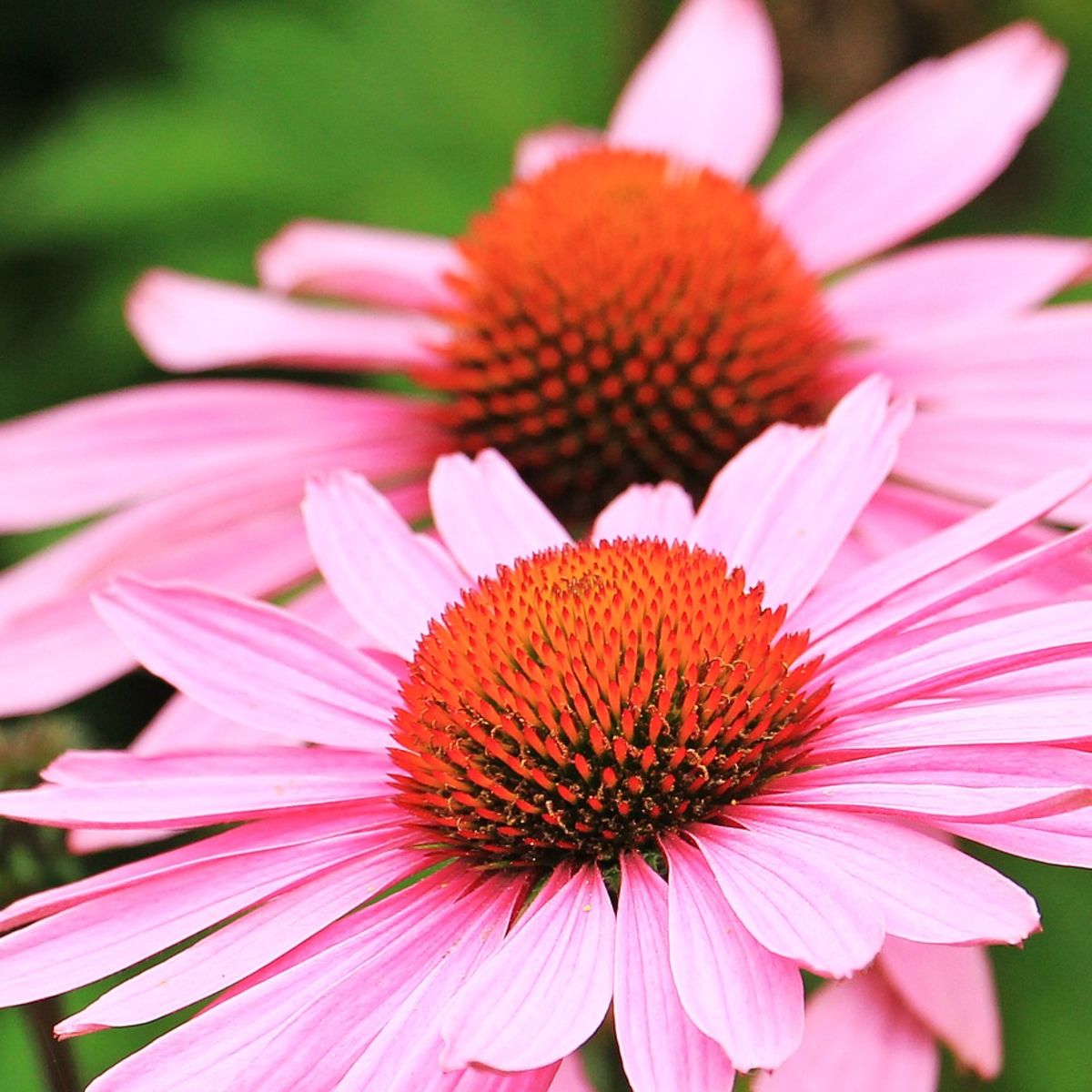 Strength in Echinacea Flower Tarot Seed Packet