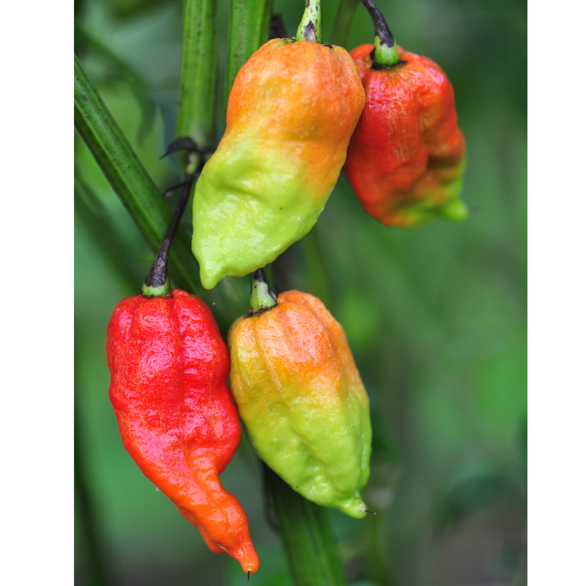 Ghost Pepper Tarot Seed Packet