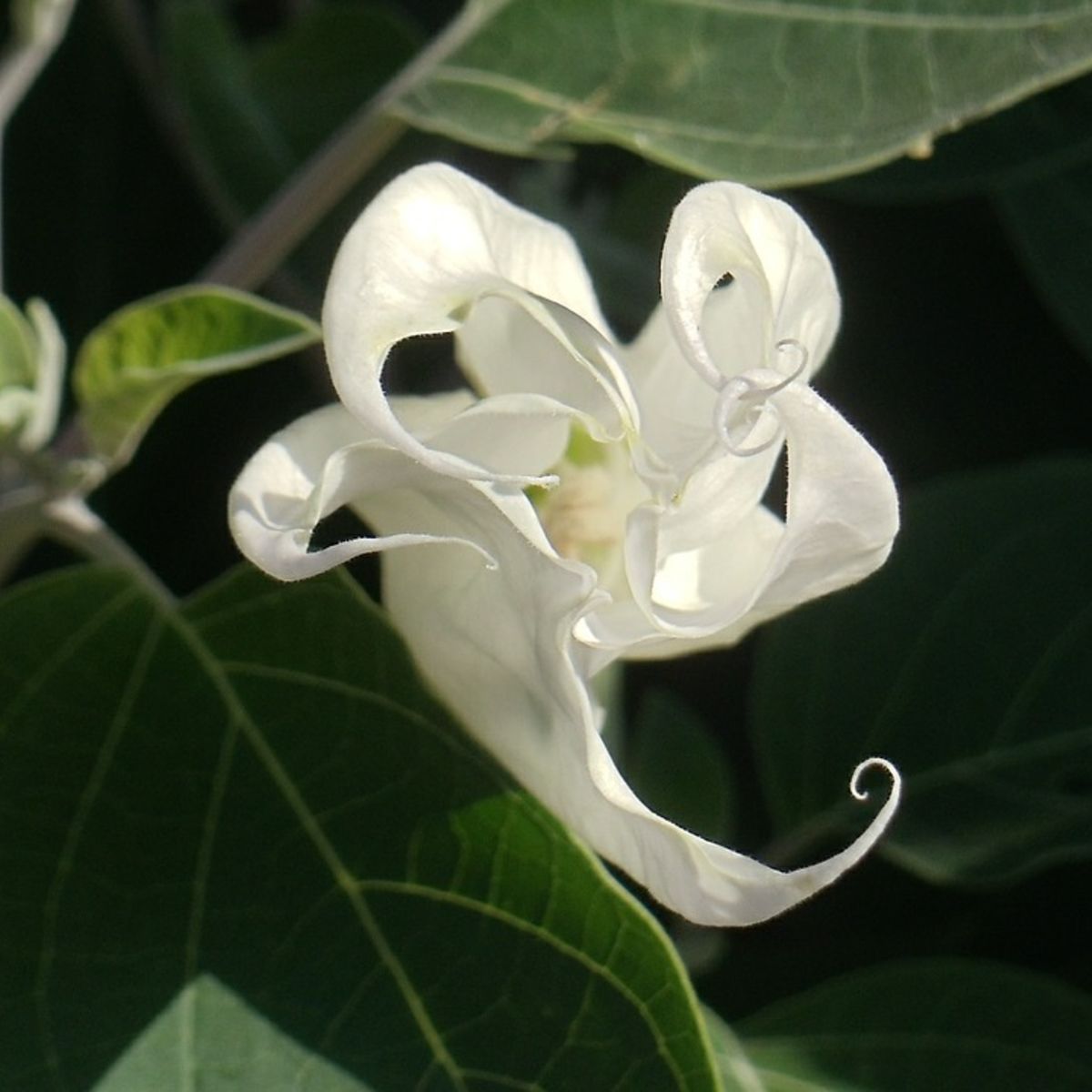 Flower Bundle Seed Collection