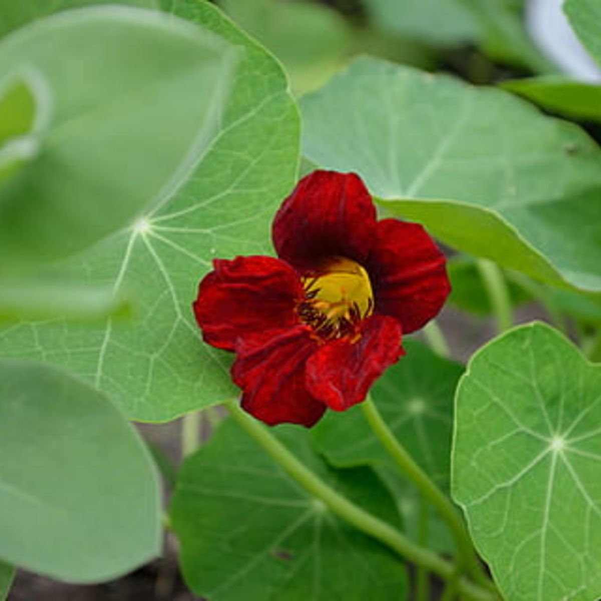 Black Velvet Nasturtium Tarot Seed Packet