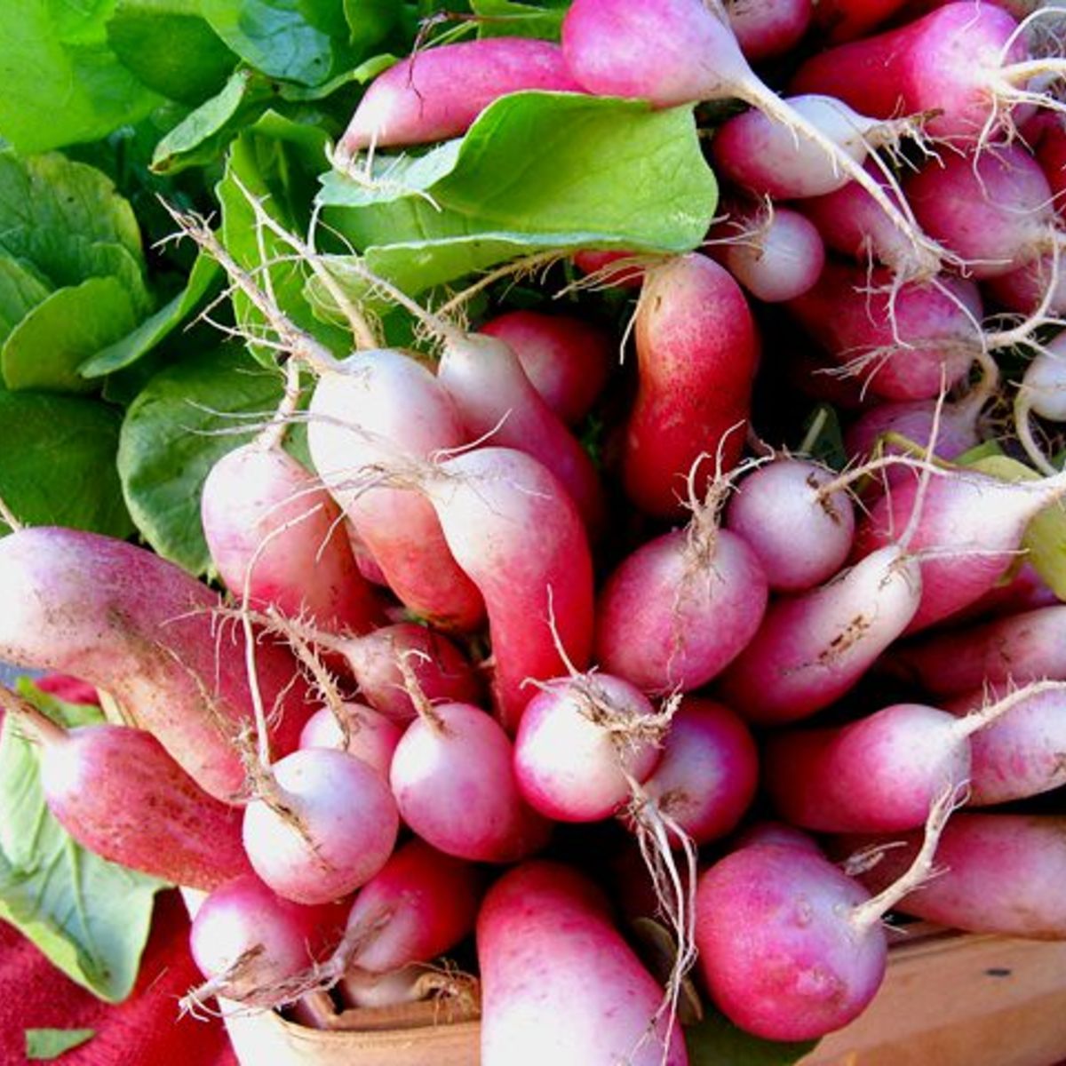 French Breakfast Radish Tarot Seed Packet